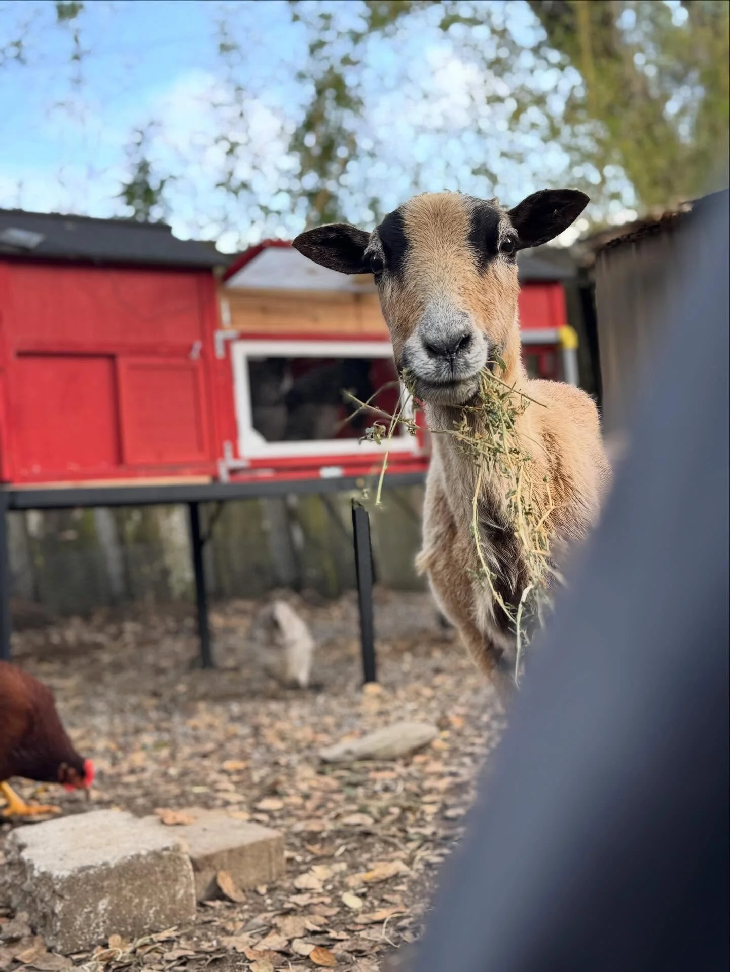 Eating hay at my feet