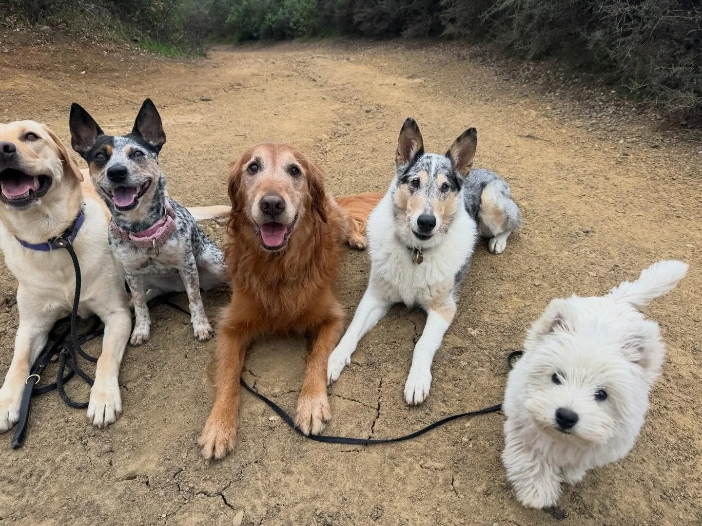 Maisie learning all about hikes!
