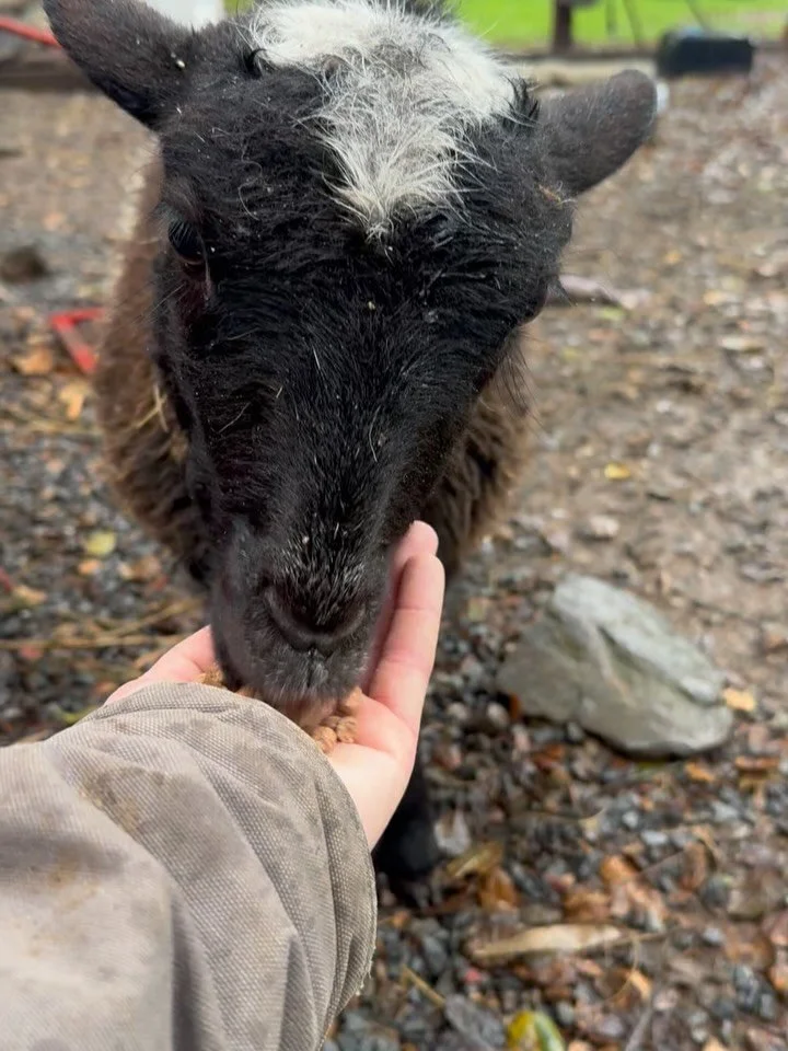 Gosh I&rsquo;m really starting to love these sheep!