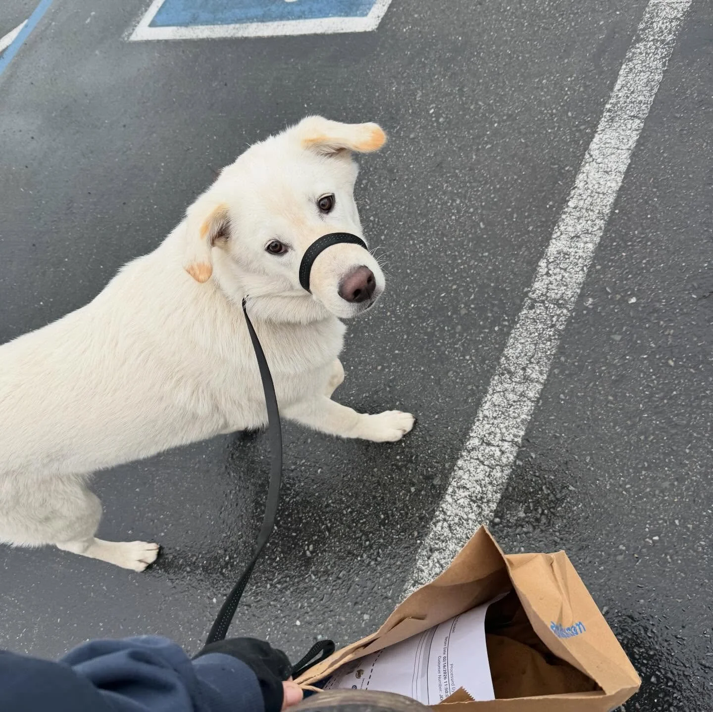 Bunch of perfect pups on their outings today 😍🥰
