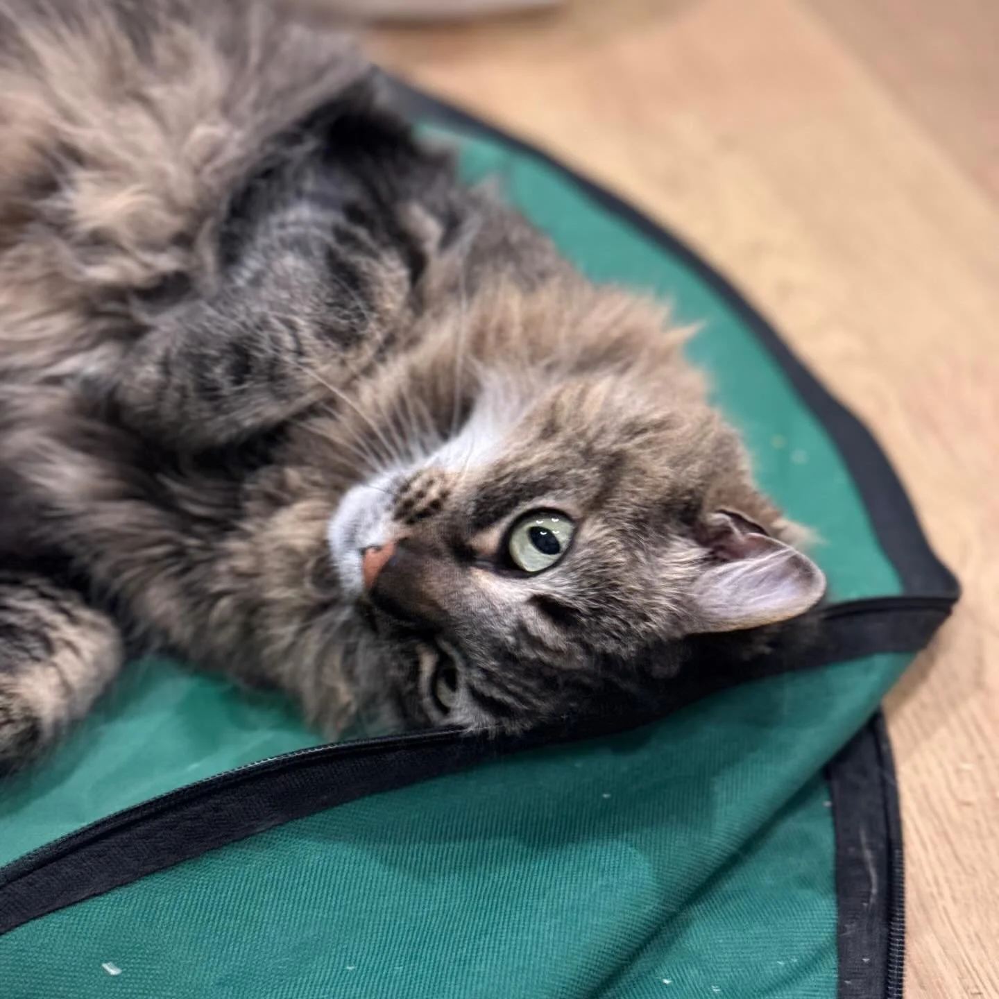 I have the cutest cat