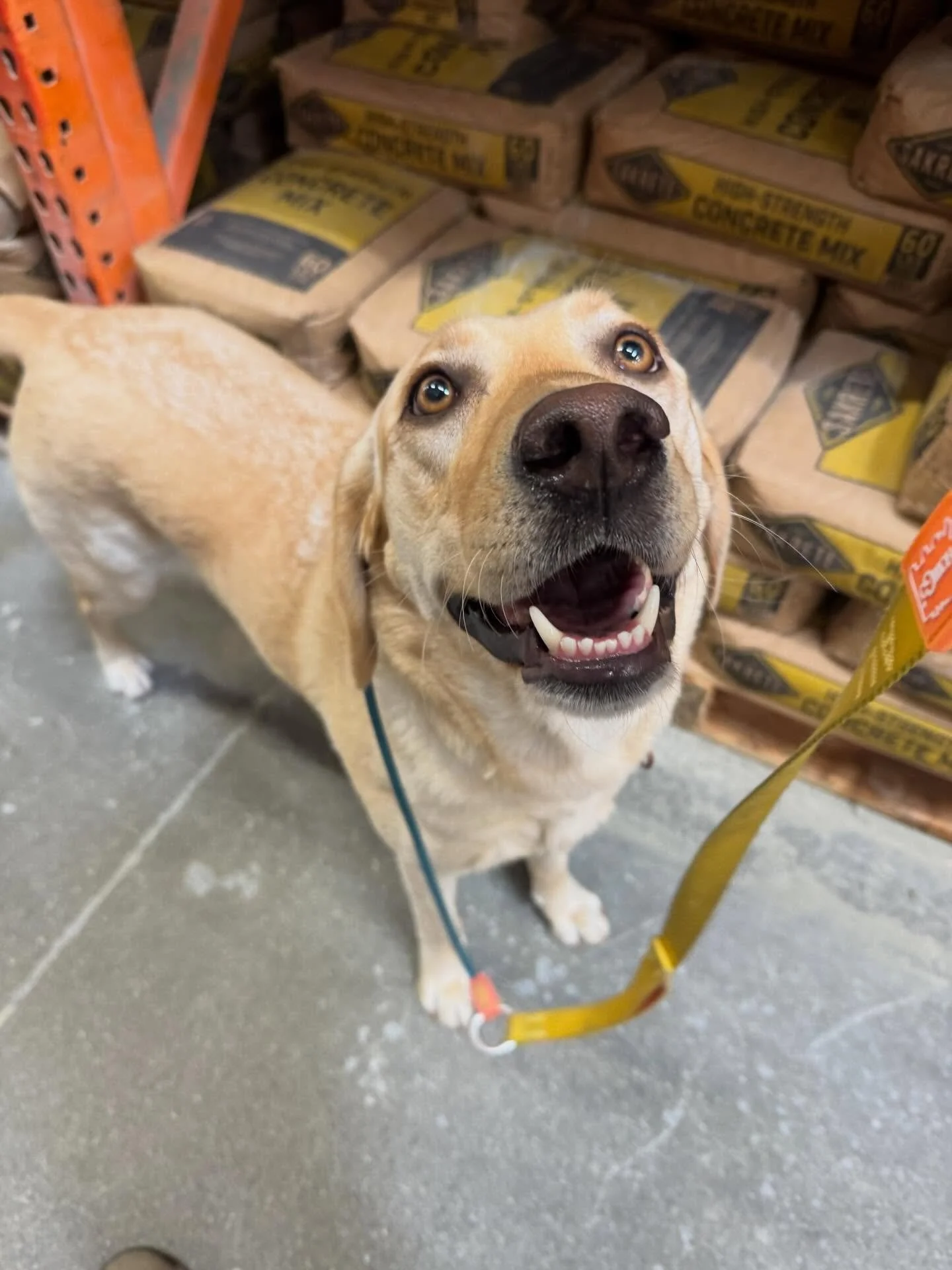 Louie is always supportive of a longggggg hardware store trip and a good project.