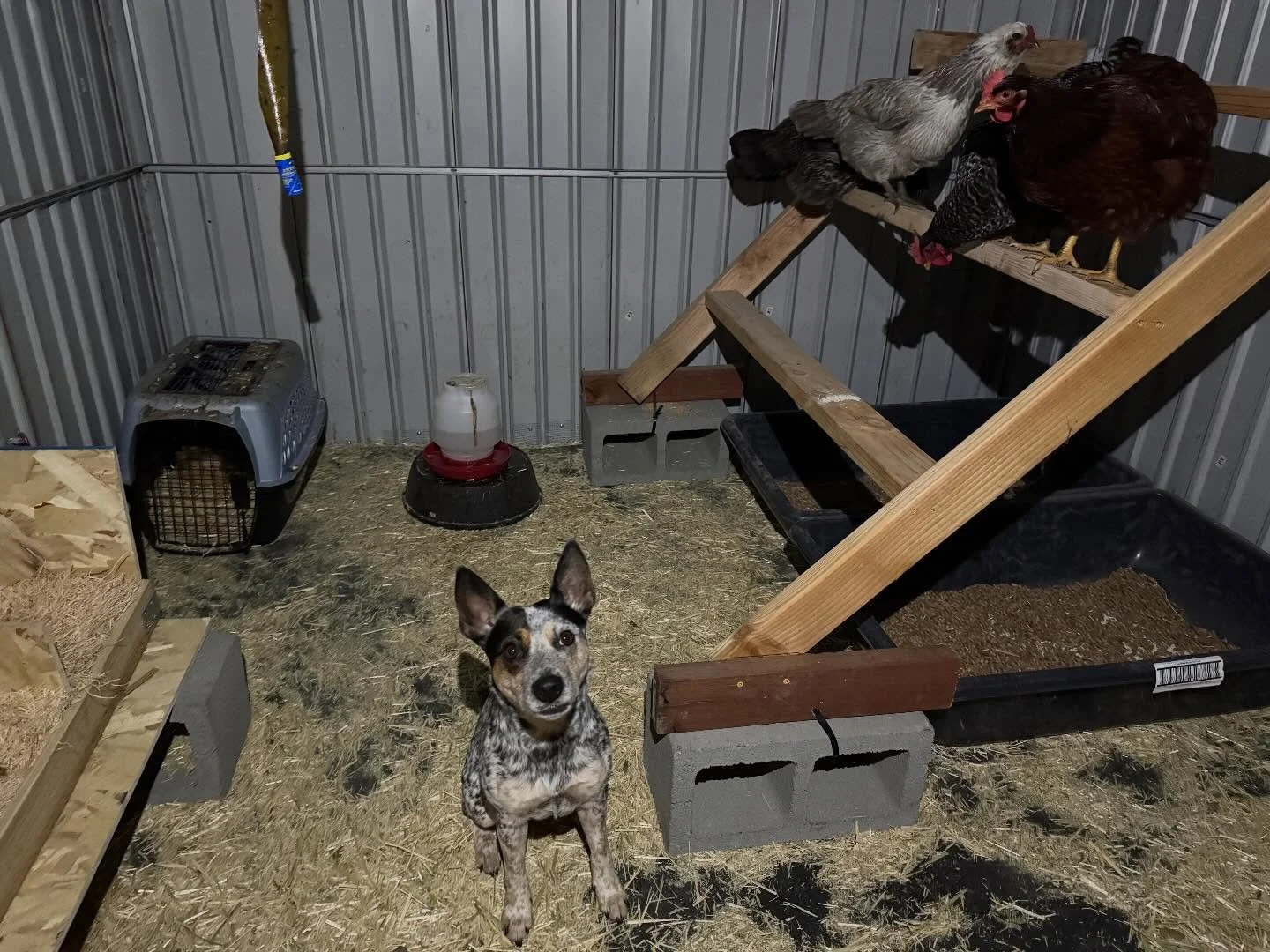 Night night chickens.