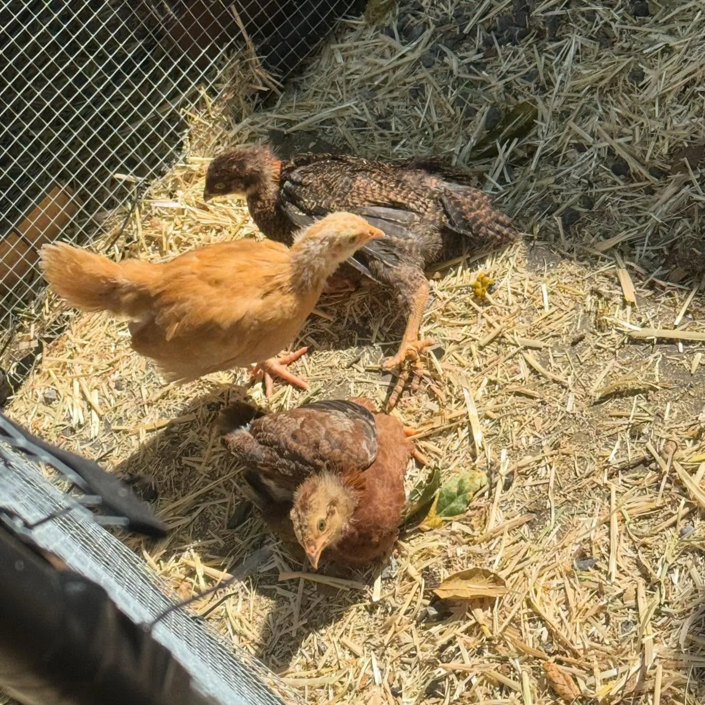 Baby chickens for freedom&hellip; are sun bathing on the immediate other side of their coop gate 😆