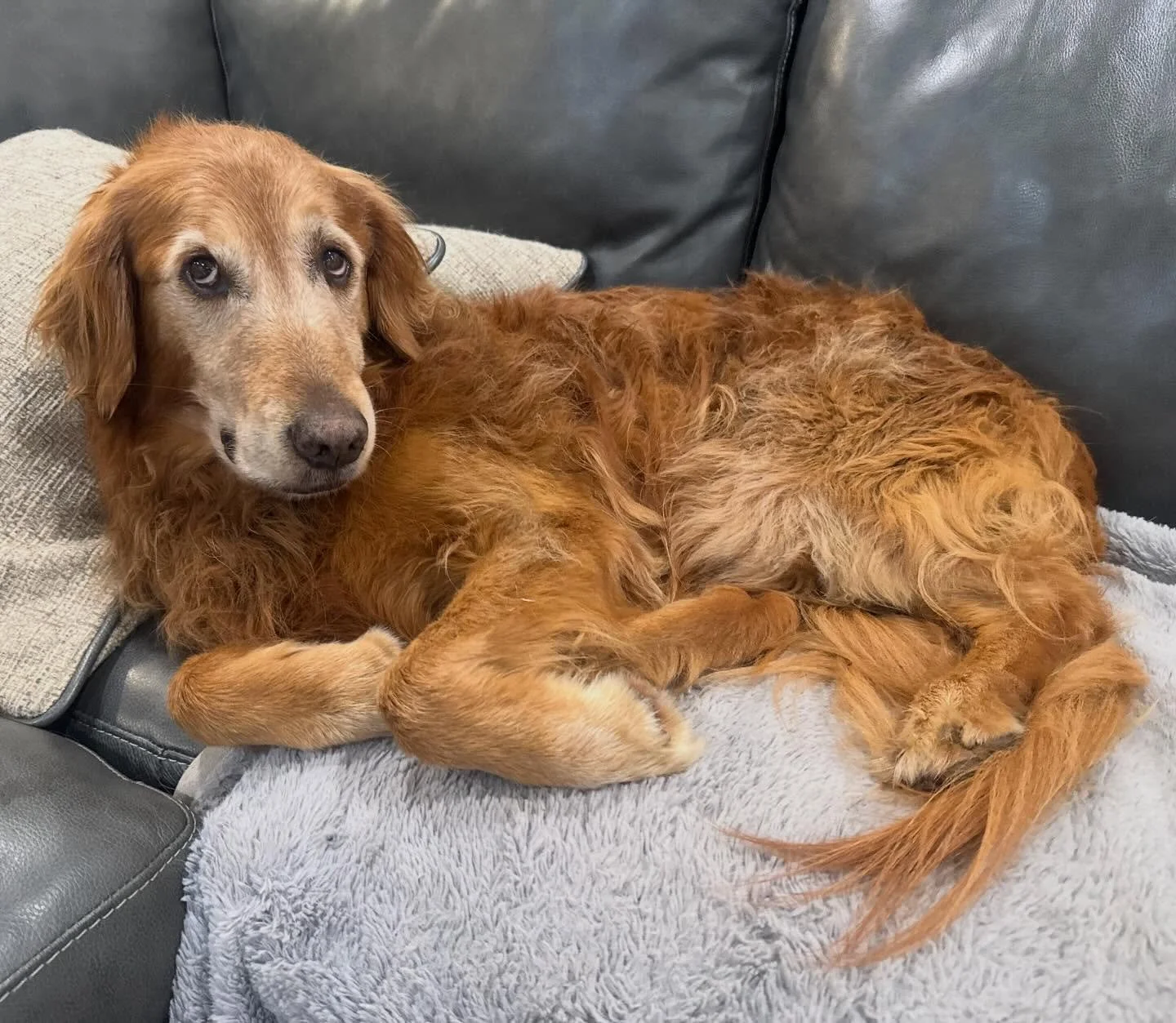 Larkspur finally accepting he was tired last night