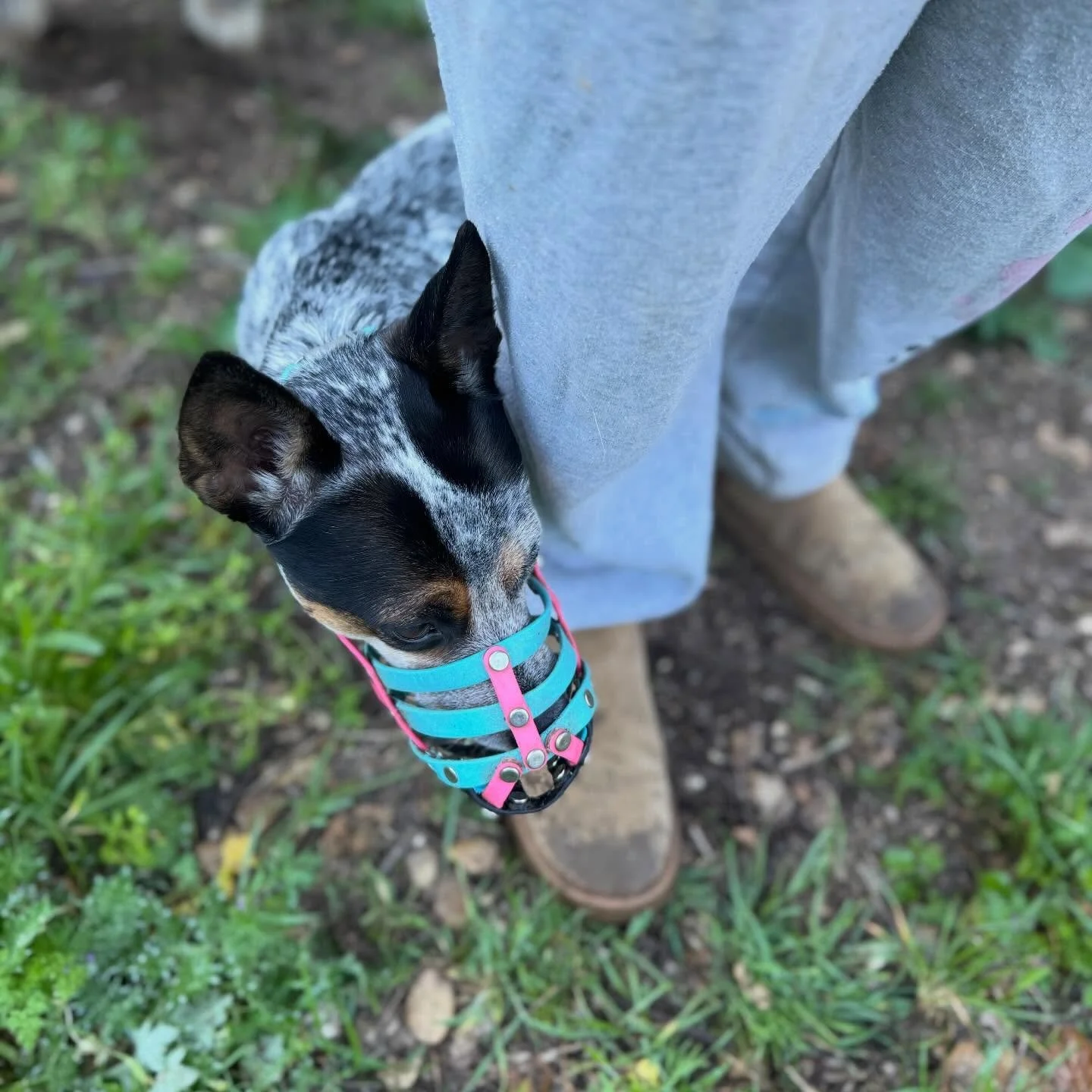 Cattle dog doing cattle dog things, wrapping herself around my ankles