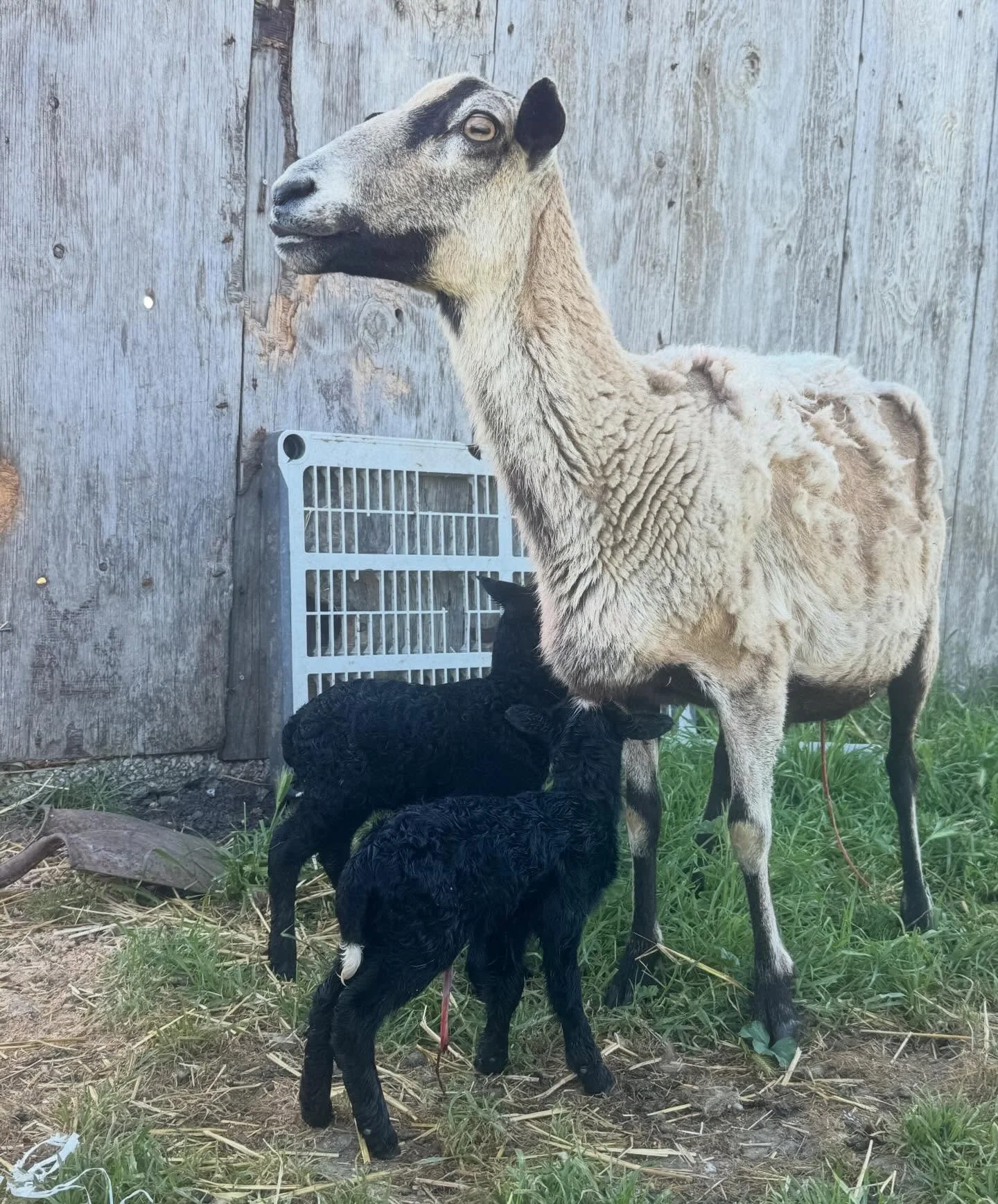 Since Esther is failing at giving me a baby sheep, I went to visit her old family. And as a huge treat, I got to meet BRAND NEW lambs, like still wet from being born. So cute. Don&rsquo;t mind me if one goes missing. 👀 
Thanks for the hang and nerdy