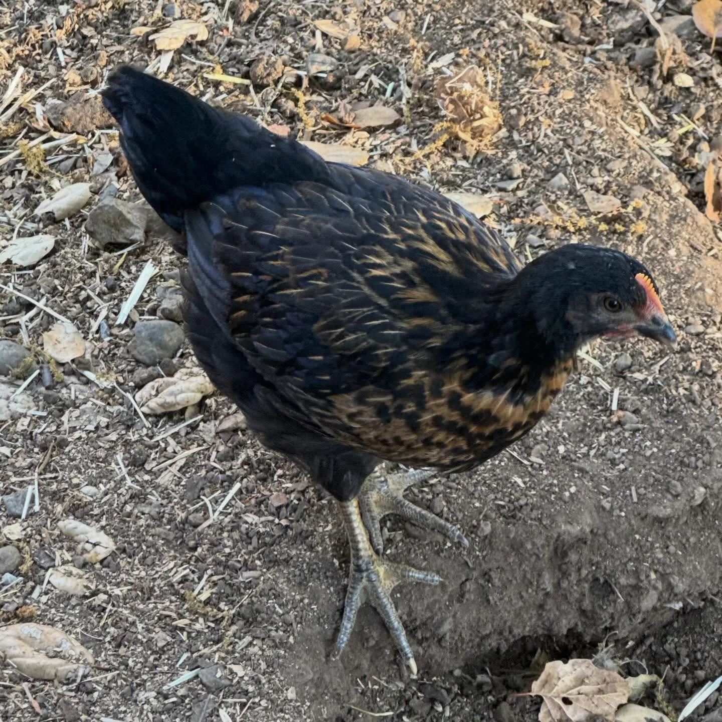 Pretty little chicken