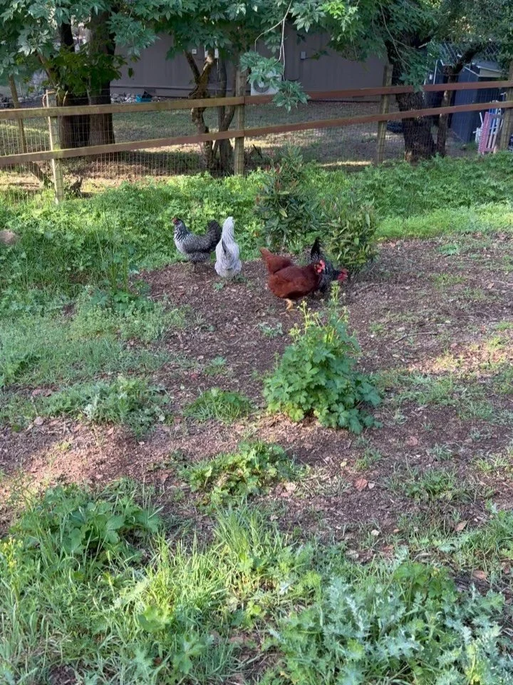 Decided if Rizzo can be responsible about the sheep with fetch as a reward, maybe Lark can not m*rder chickens with control and fetch. He had one little boo-boo nibble at Sam (poor Sam, she&rsquo;s also the one he caught months ago) and then did amaz