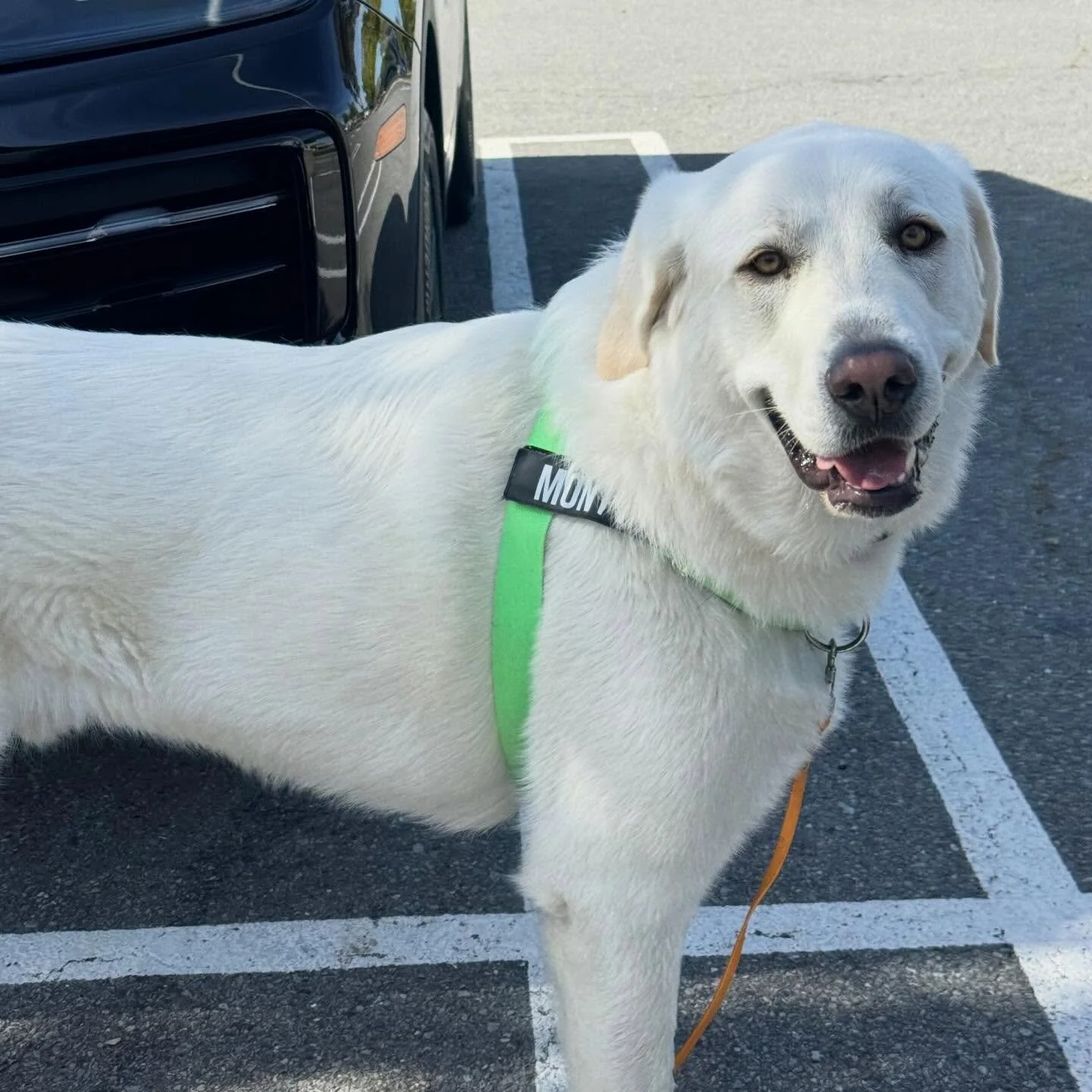 Monty wins the goodest goober award today.