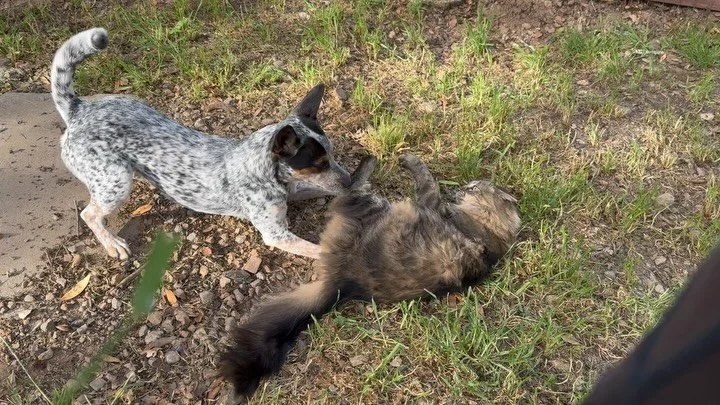 The cattlekitten and the kittencat play almost every day. And today Tot ventured all the way to our creek!