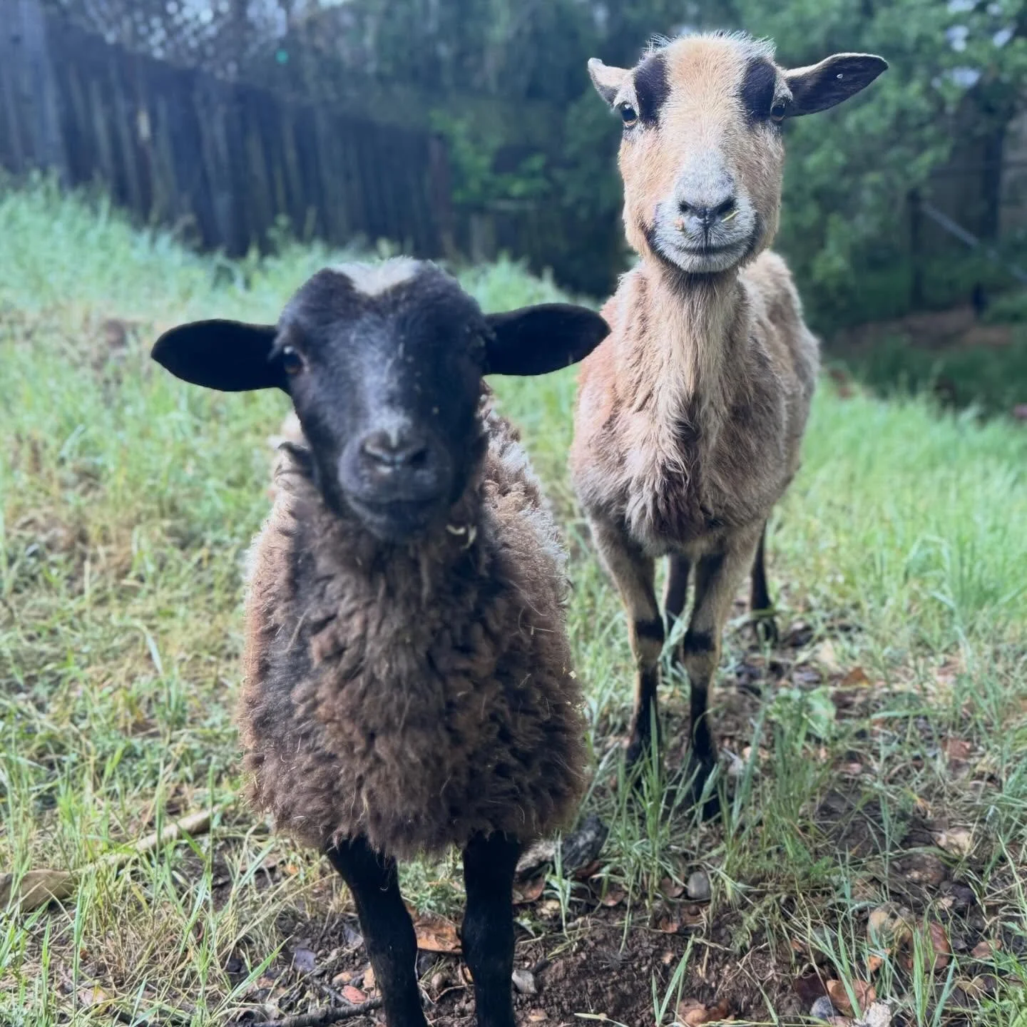 Farm pets doing their thing