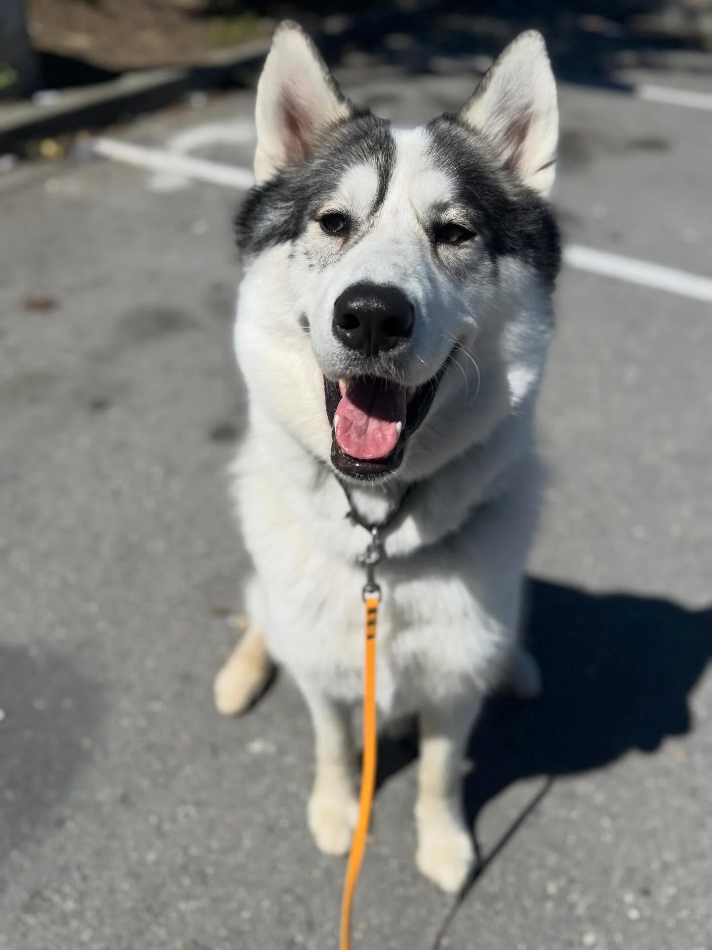 Apparently it&rsquo;s big fluffy dogs only these days 😂