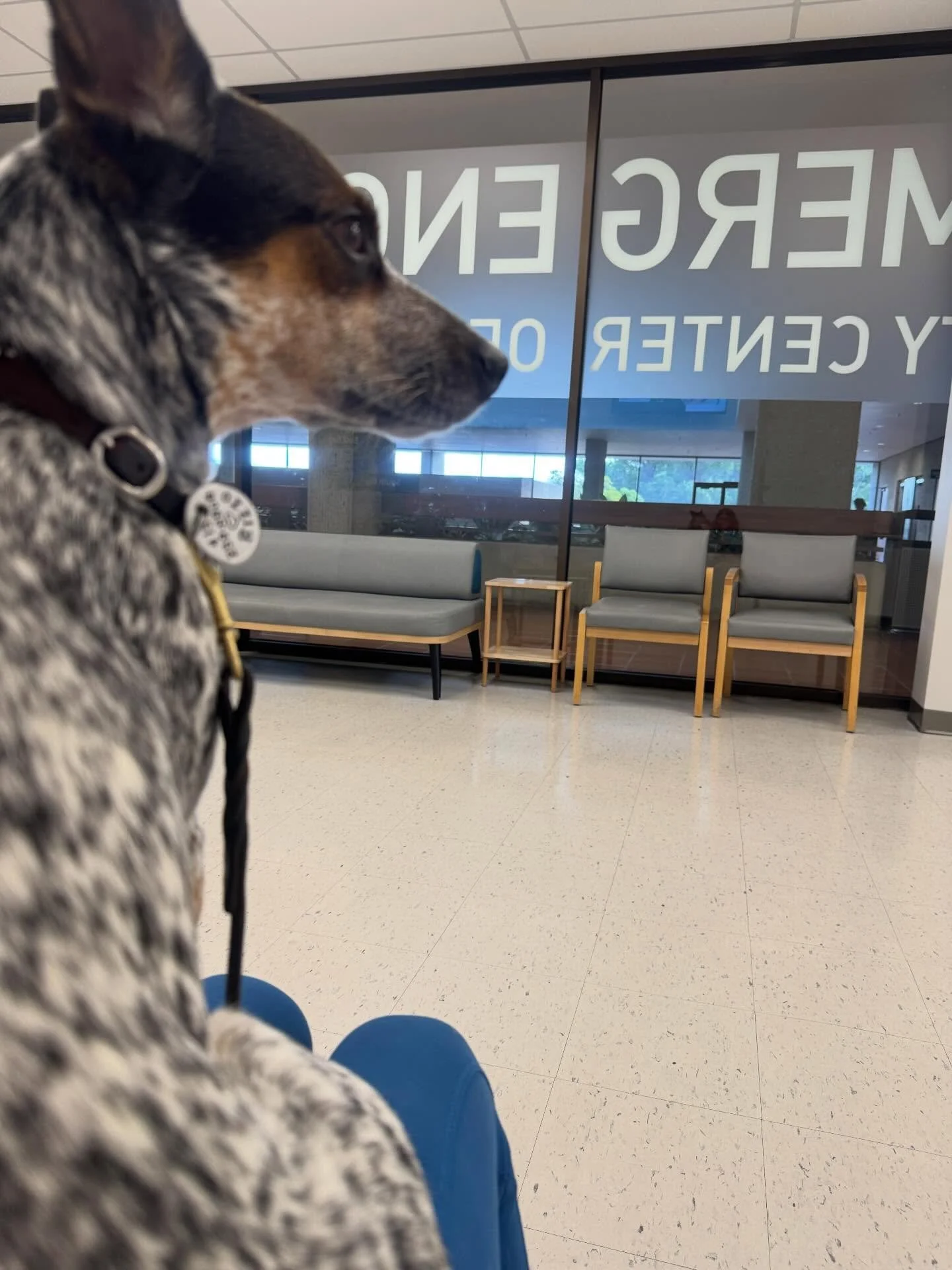 Exciting night at @pescm901 last night. Phenomenal care for my high needs girl. Everyone listened to our needs, and made the entire as stress free as possible for Rizzo. Still feeling a little groggy and uncomfy today. But happy to not have that gian