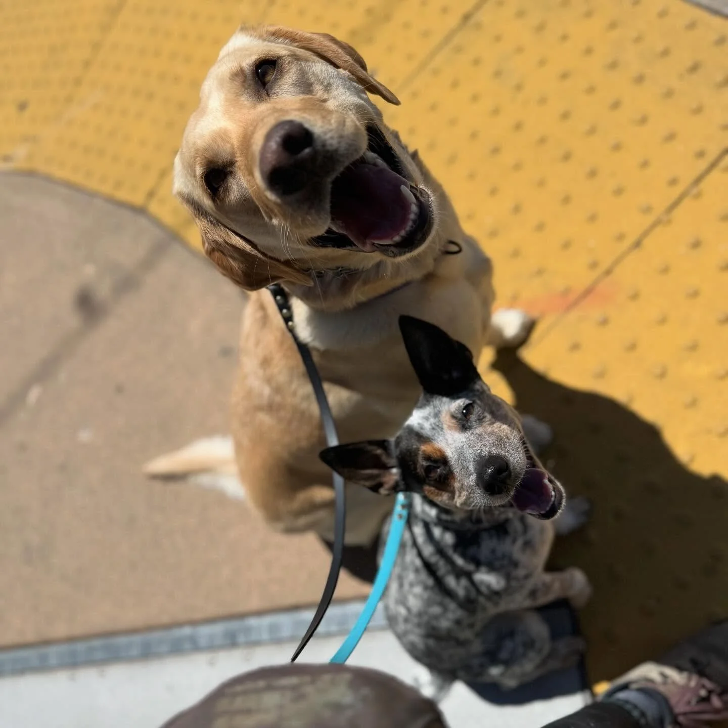 How on earth did these two get so cute