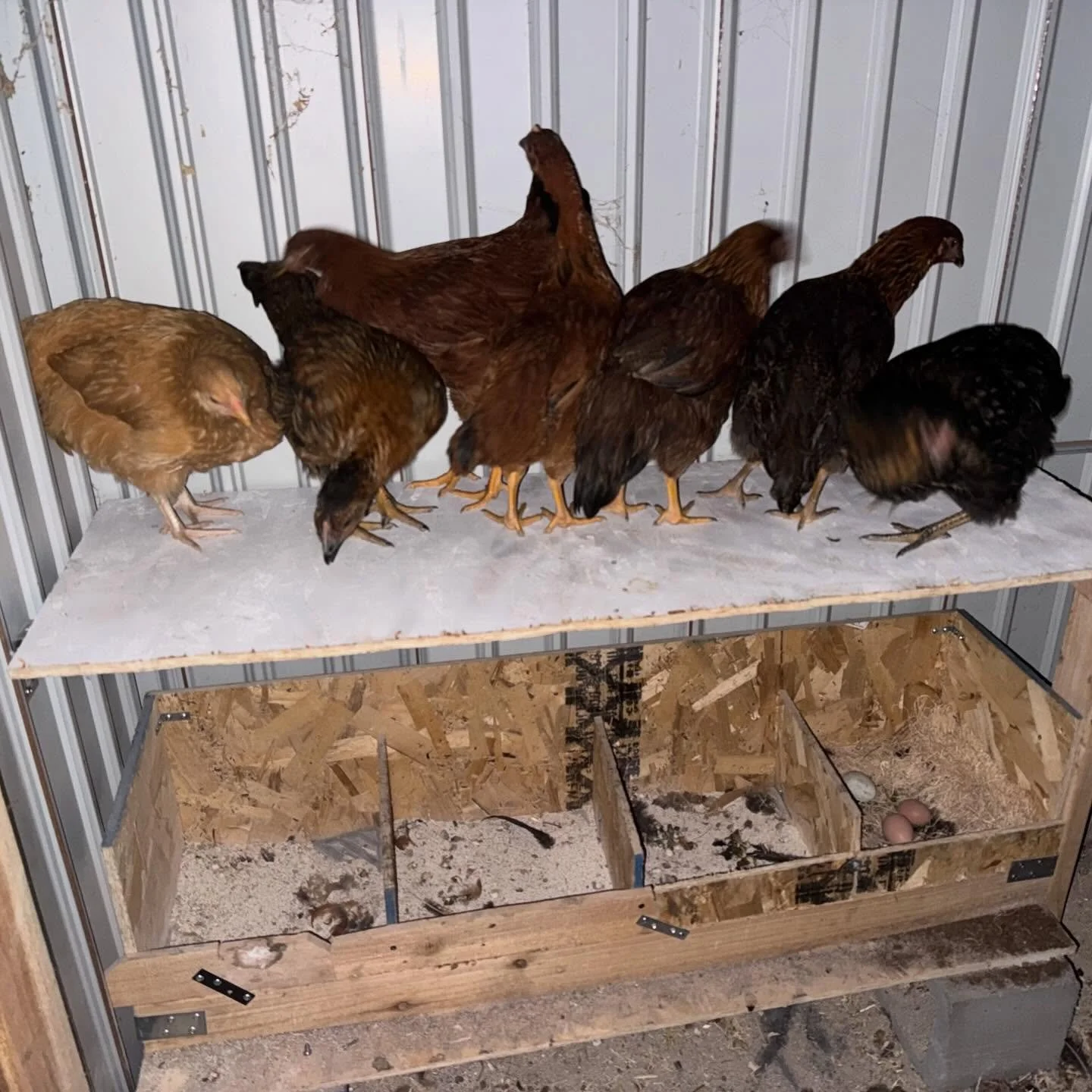 Baby chicken shelf. Aka, stop pooping in the big chickens nest boxes.