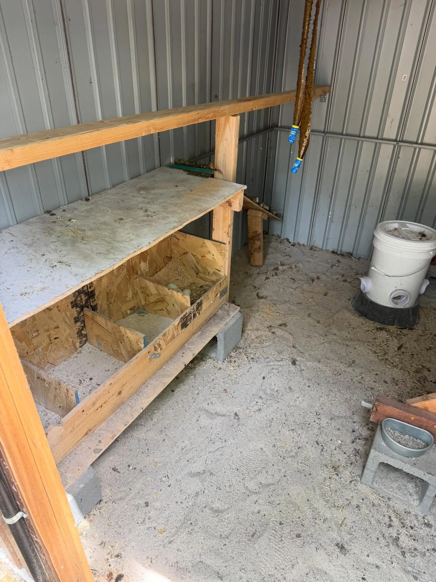 New rooting bar! And shelf to cover the lay boxes &mdash; because god forbid the baby chickens share the giant roosting ladder I made with the big chickens 🙄