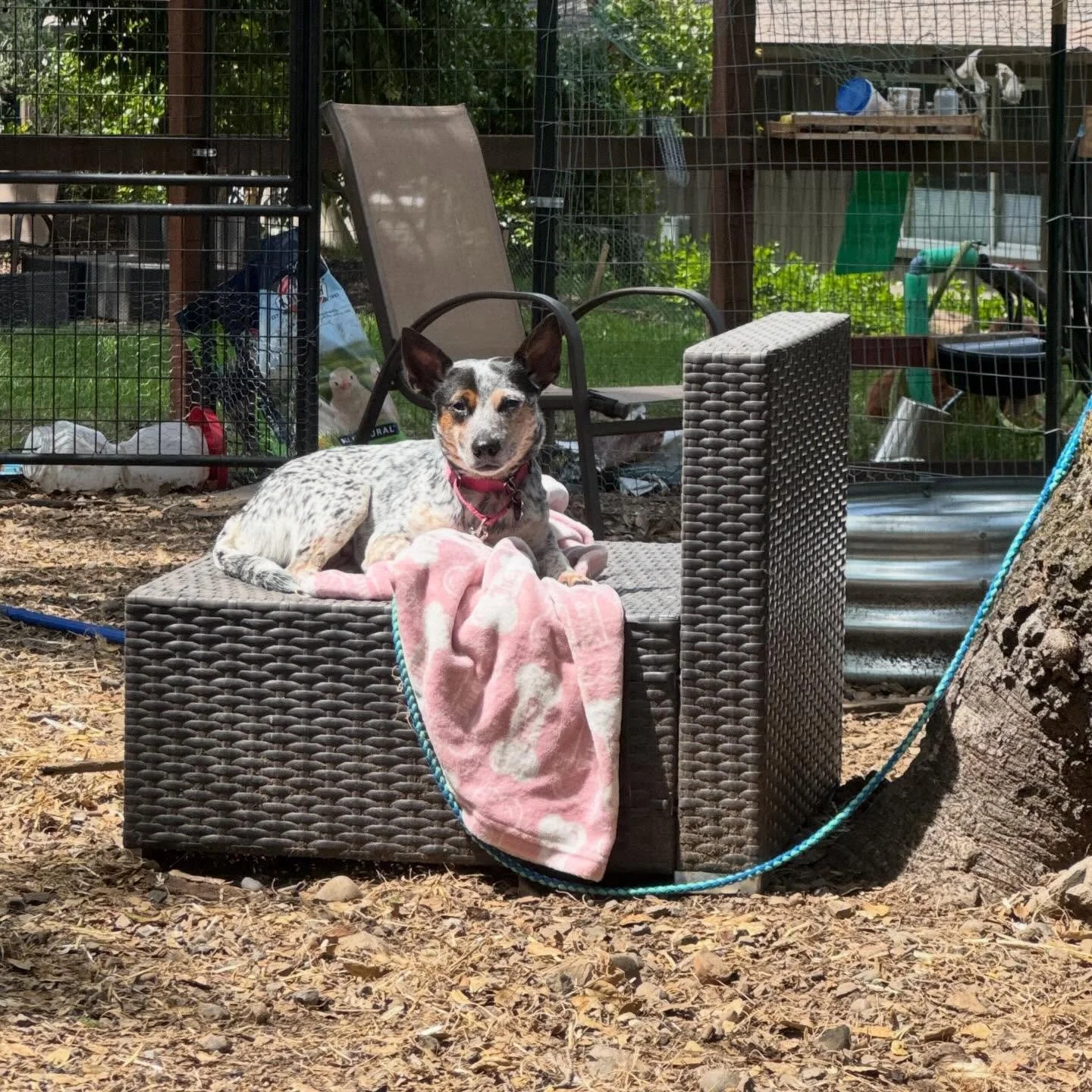 When you demand to farm dog, even when you&rsquo;re in recovery.