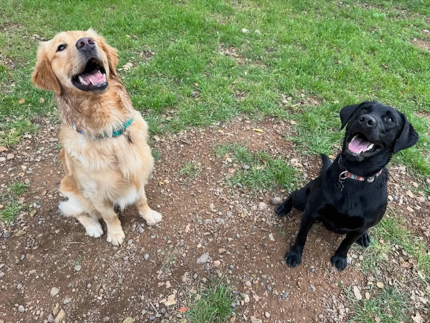 Jumbo golden!
