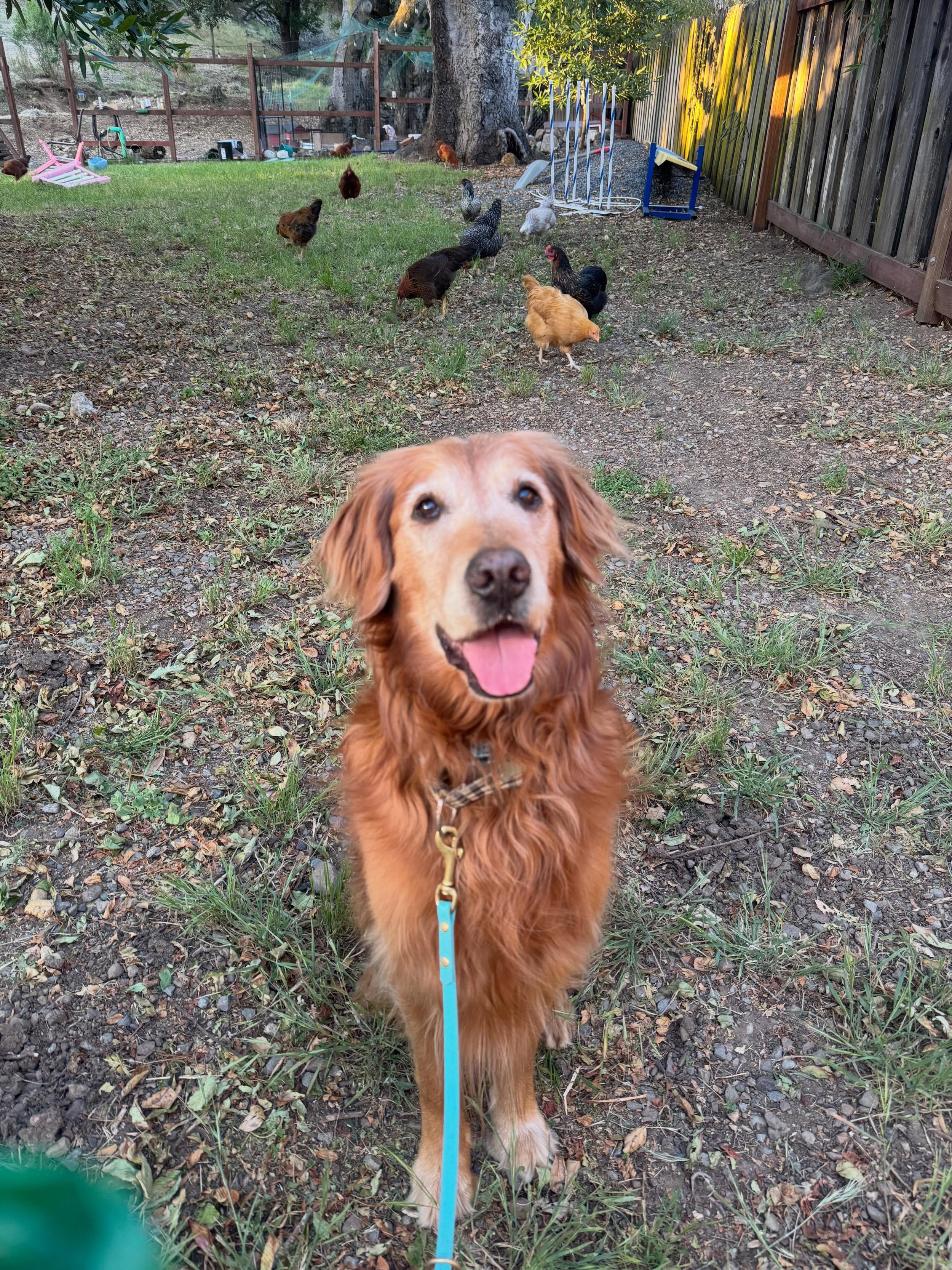 Lark is learning how not to be a chicken murderer!