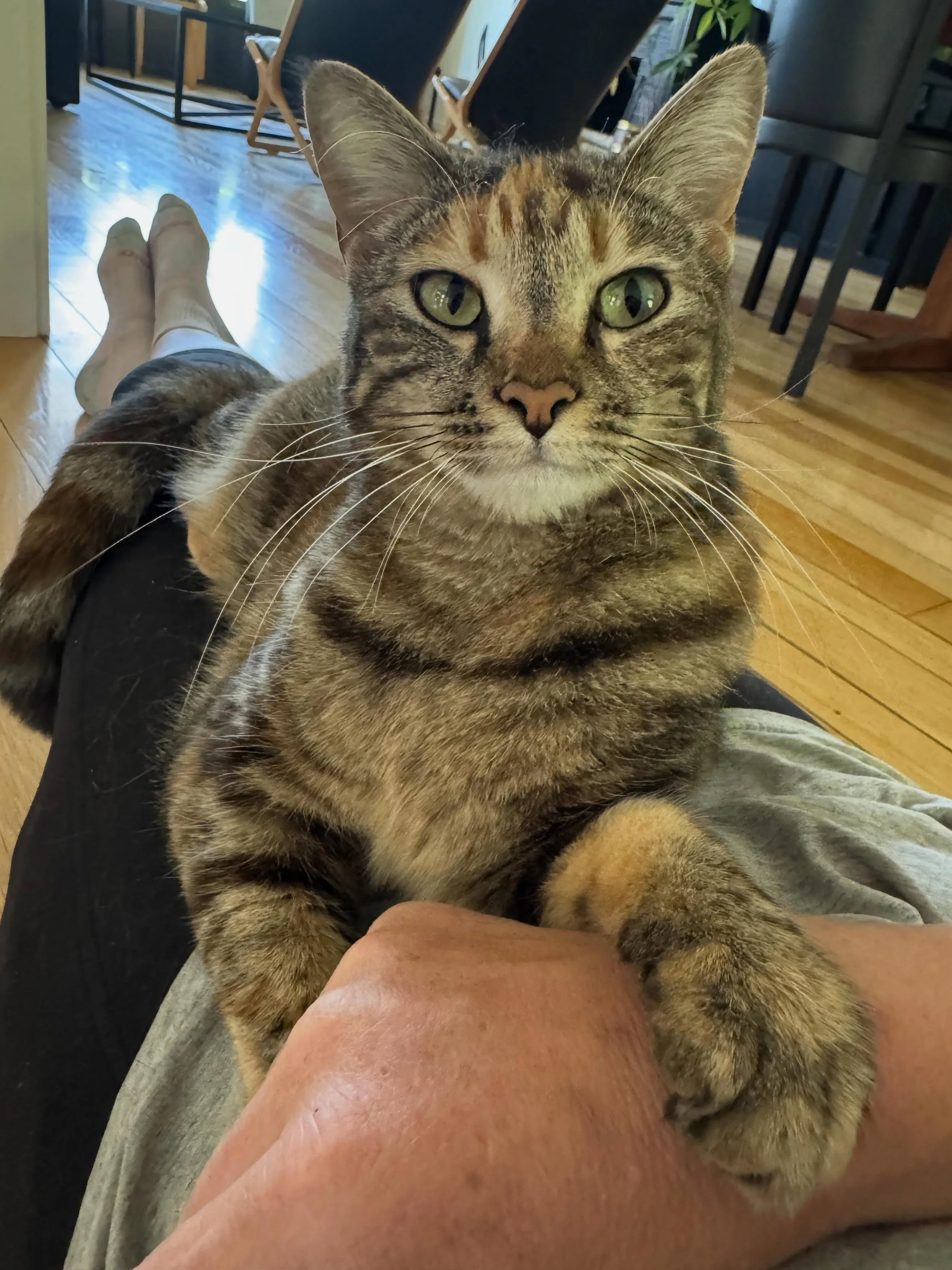 Gracie