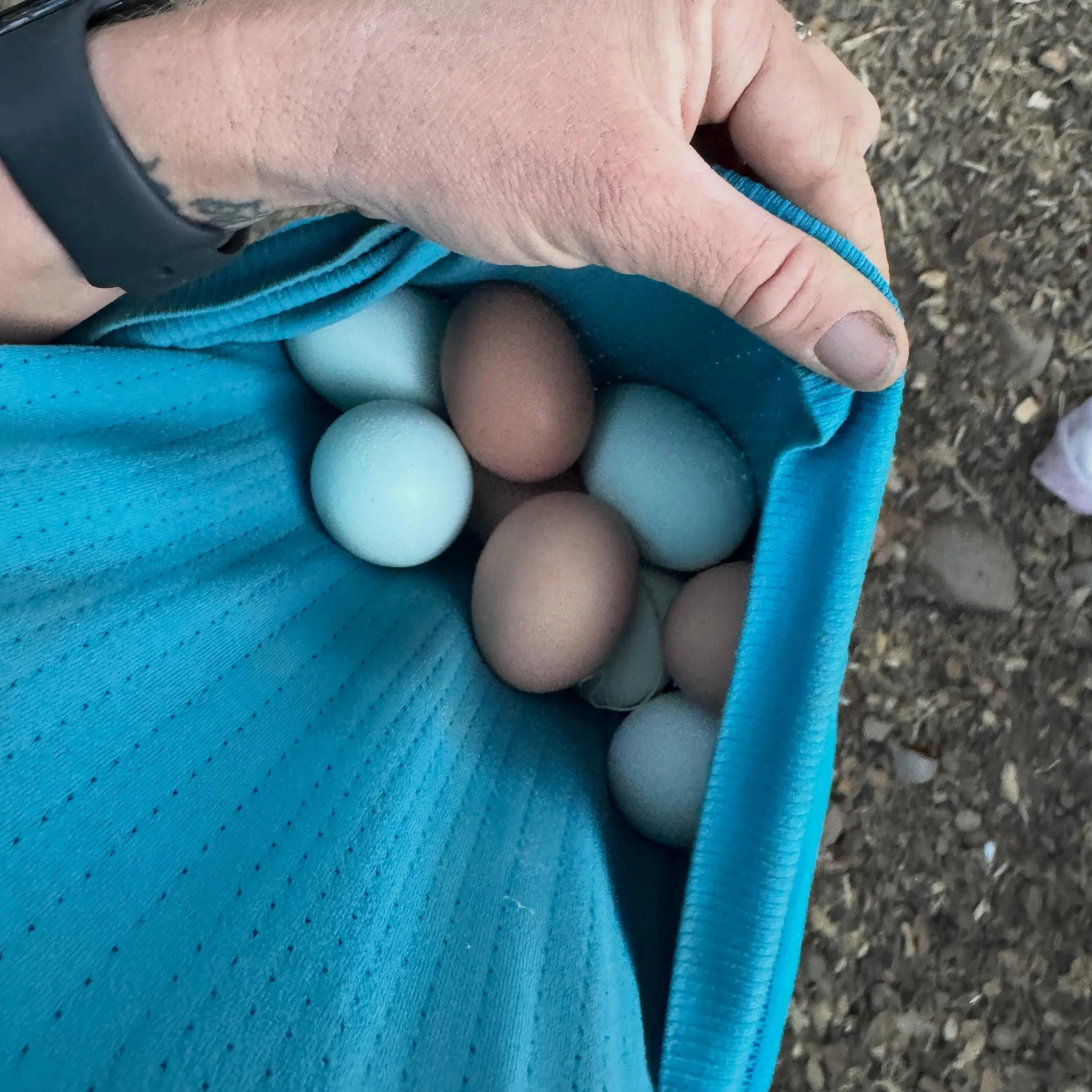 Eggies!