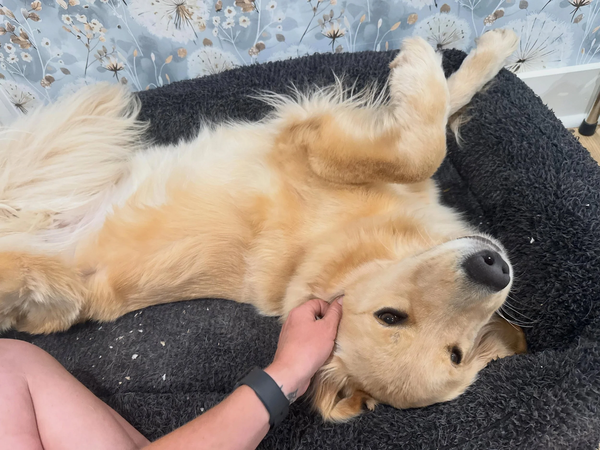 Post nail trim pets. What a good little lady.