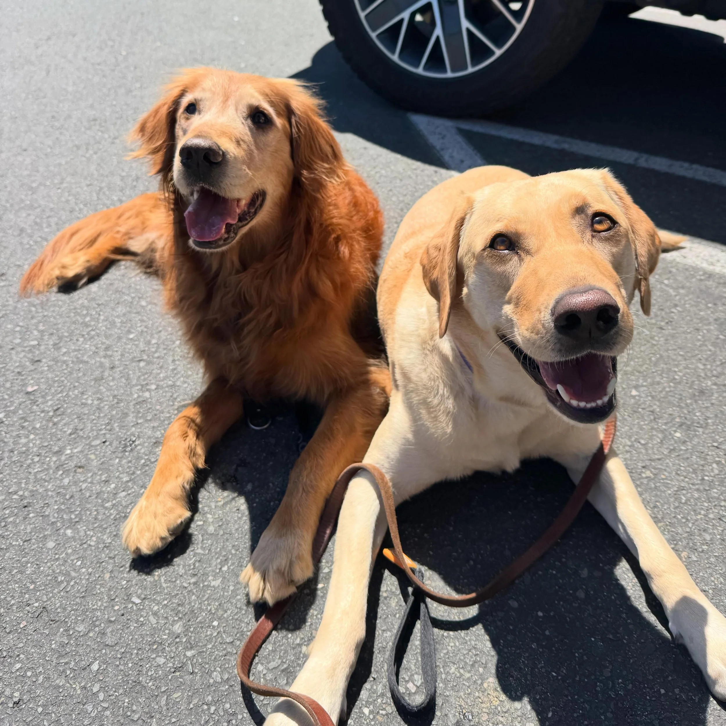 Gotta put those lovely retrievers to work teaching the stupid babies how to chill. Also the lovely retrievers have to practice so they stay lovely. Especially the younger crazy one. Larks pretty perfect 🤗