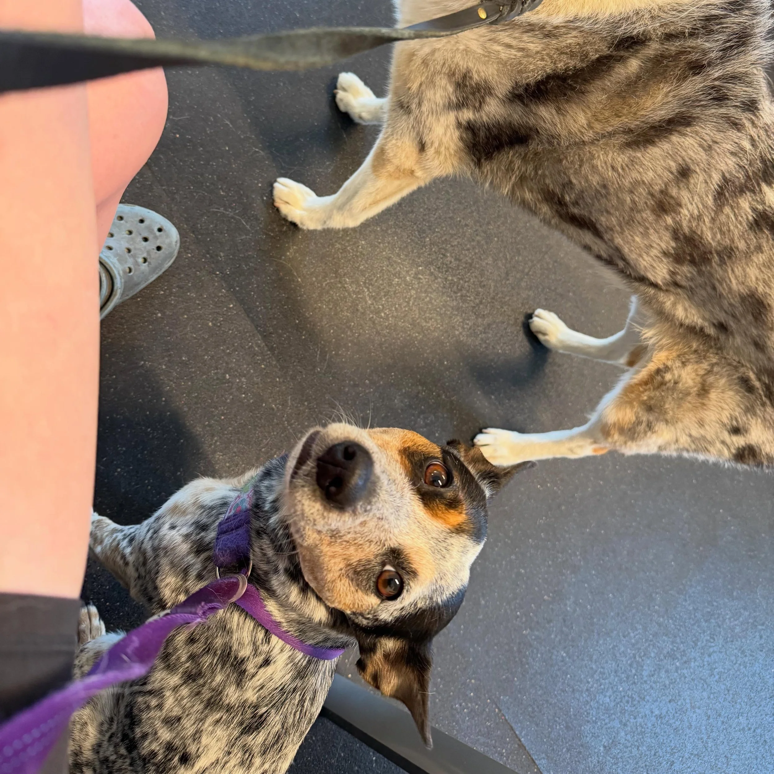 Rizzo&rsquo;s &ldquo;why am I at the vet without meds?&rdquo; Face is oddly hilarious.
Mila had acupuncture and then Rizzo got to go swimming 😂
