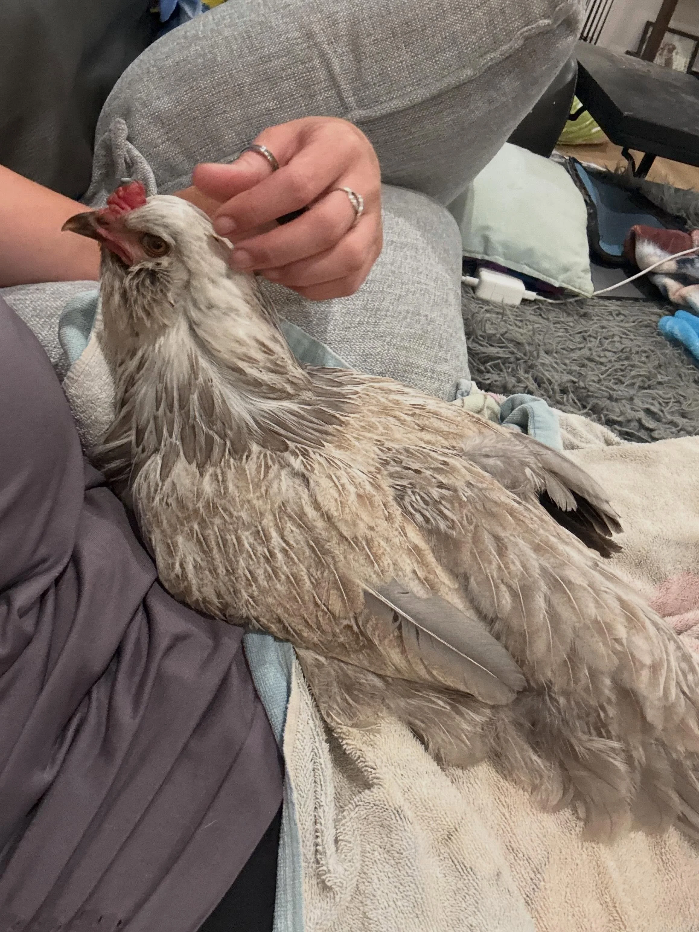 Chicken rehab