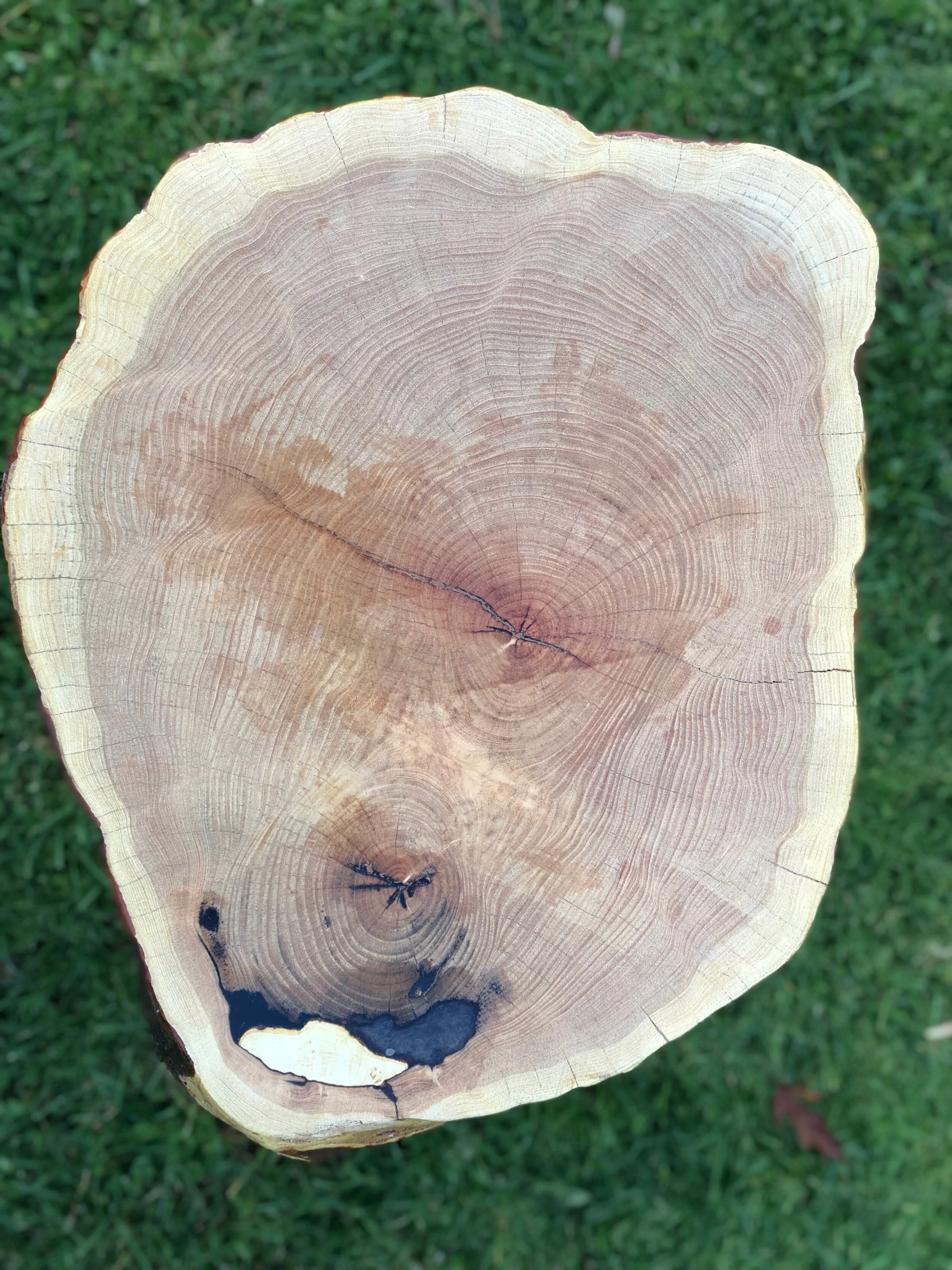 Honey Locust finished side 3b.jpeg