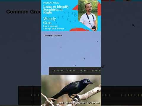 Chicago Bird Alliance - Learn to Identify Songbirds in Flight