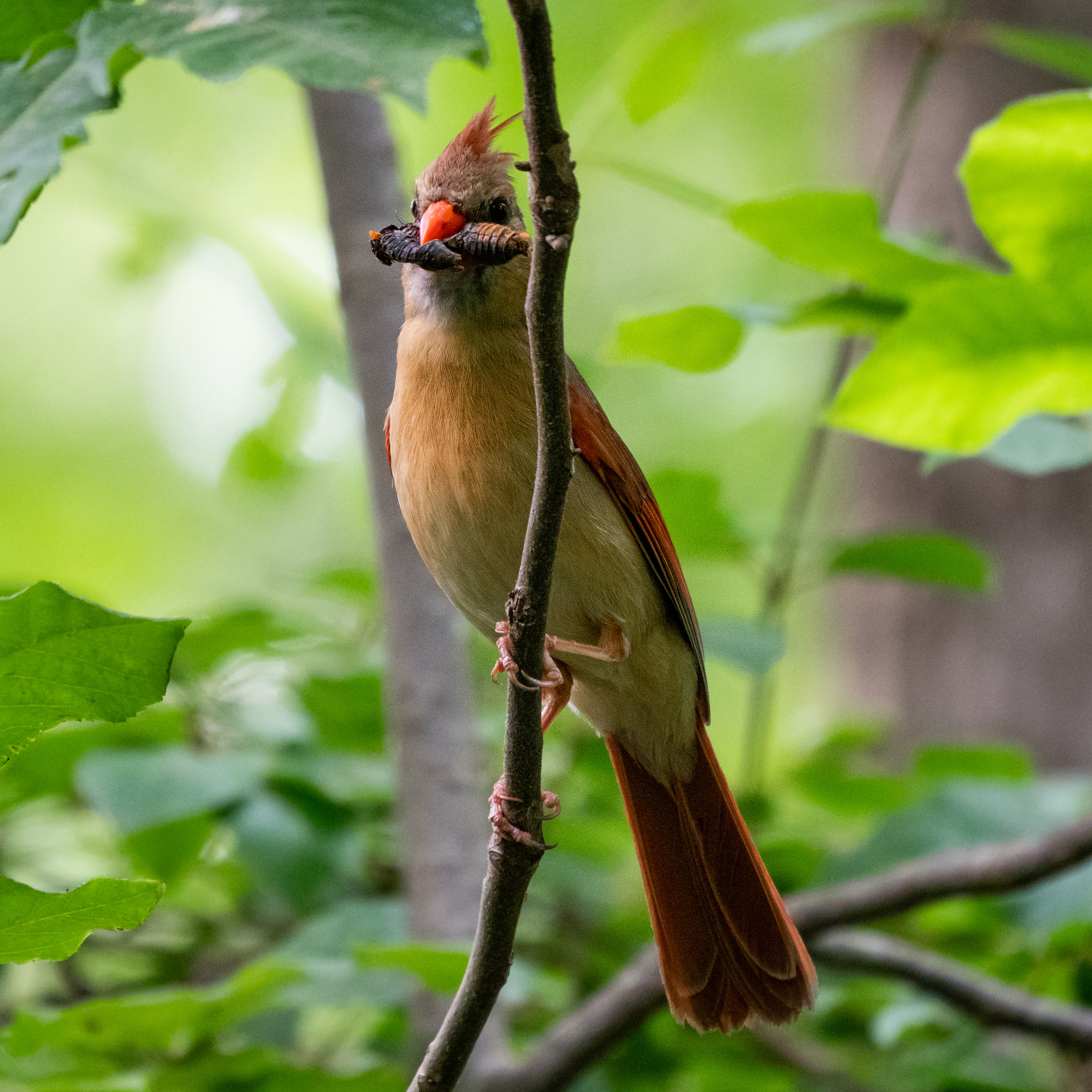 How Birds will react to Cicadas