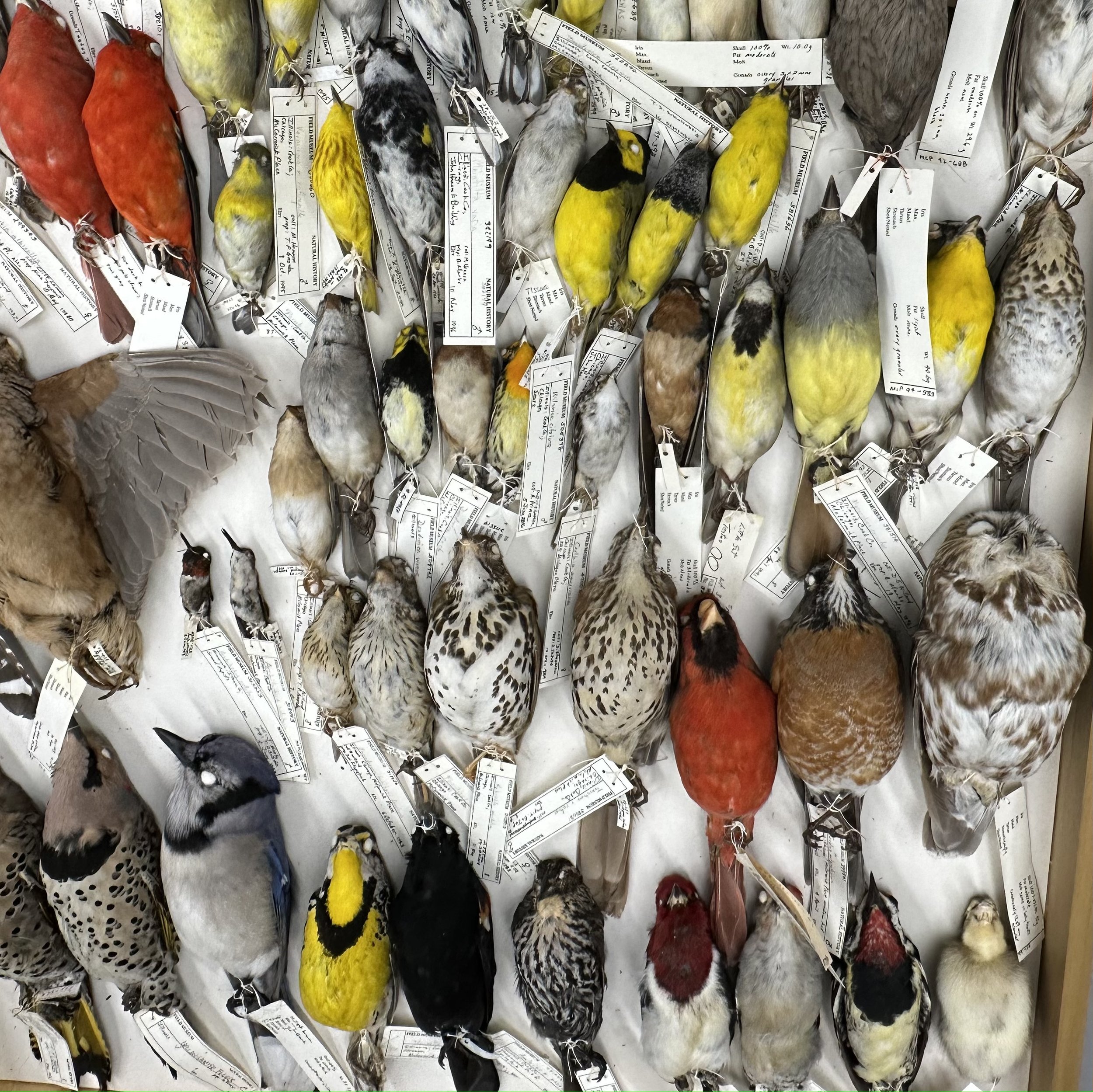 A look at the Field Museum’s Ornithology Department