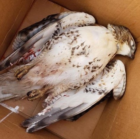 The Impact of Rodenticides on Birds