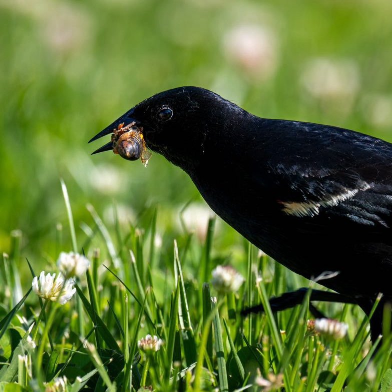 How did Birds react to Cicadas?