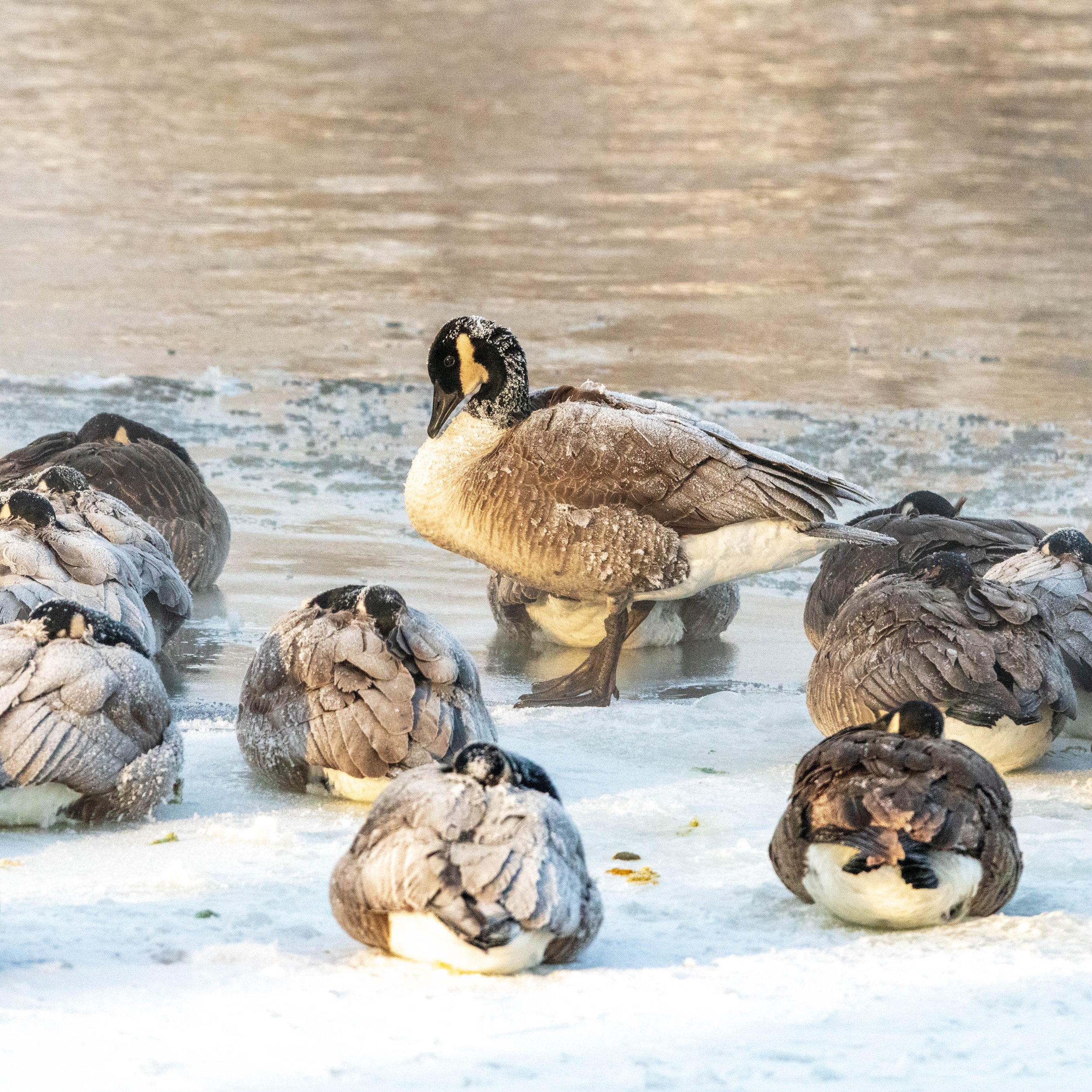 Counting the Birds from the Twelve Days of Christmas