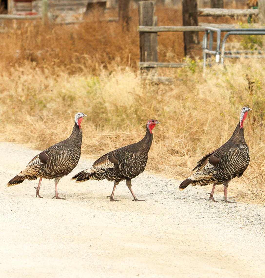 The History of Turkeys in Chicago