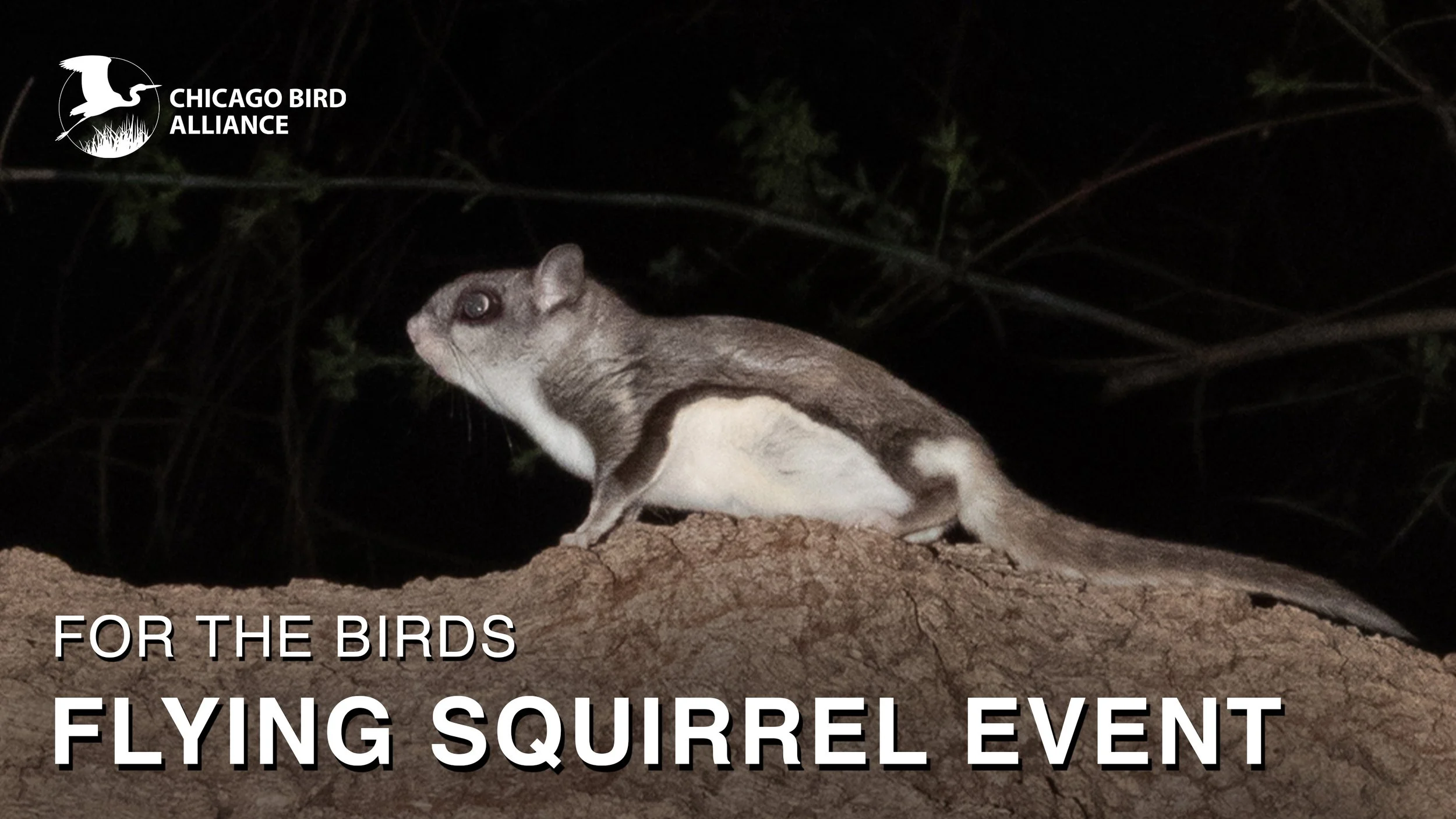 Flying_Squirrels_Banner_Photo_2.jpg