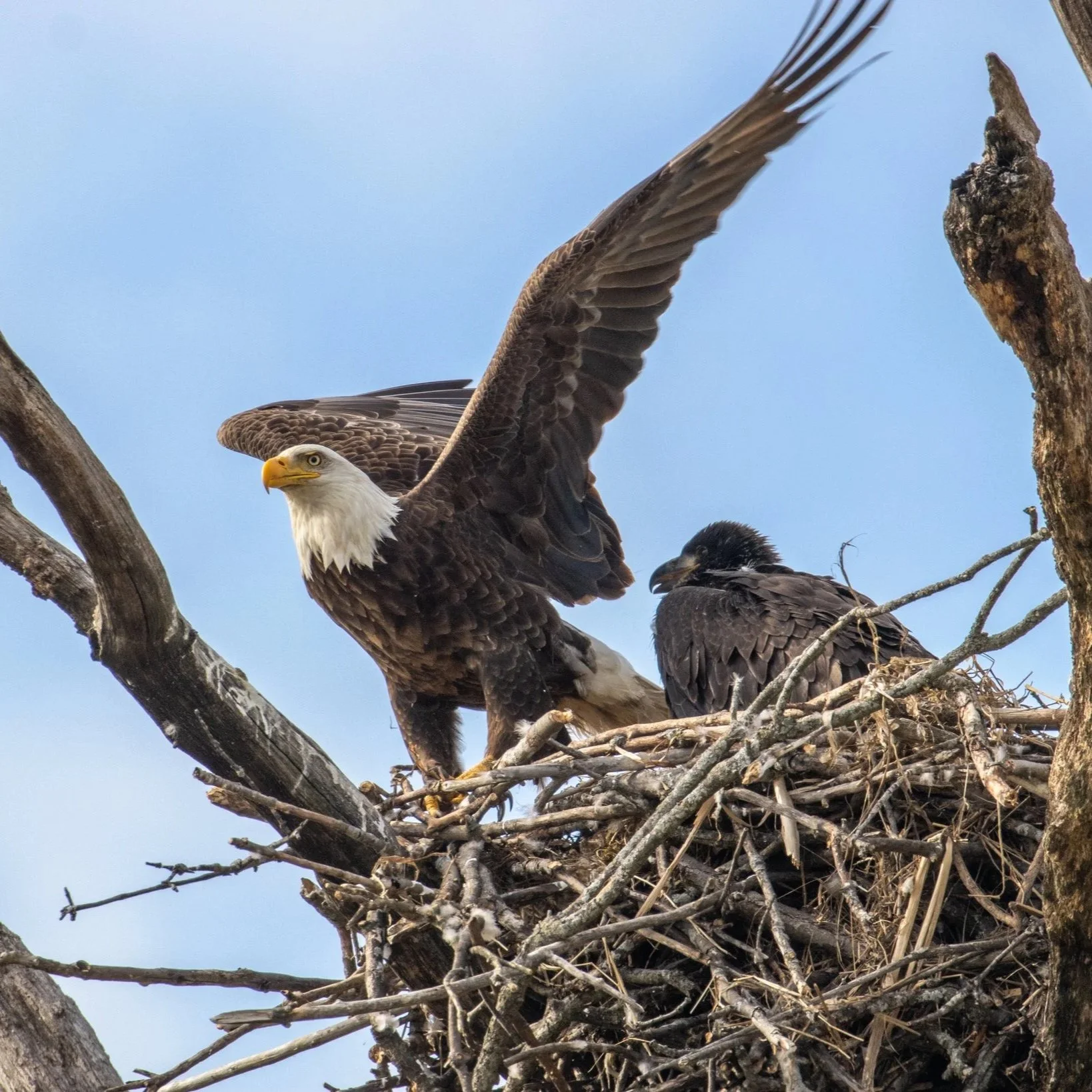 The History of Bald Eagles in Chicago