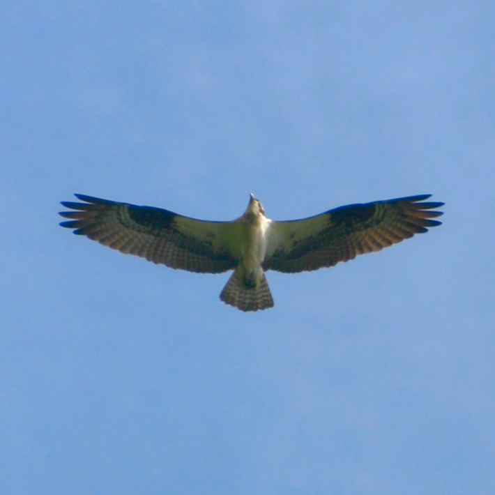 The Osprey Project: Bird Conservation in Action
