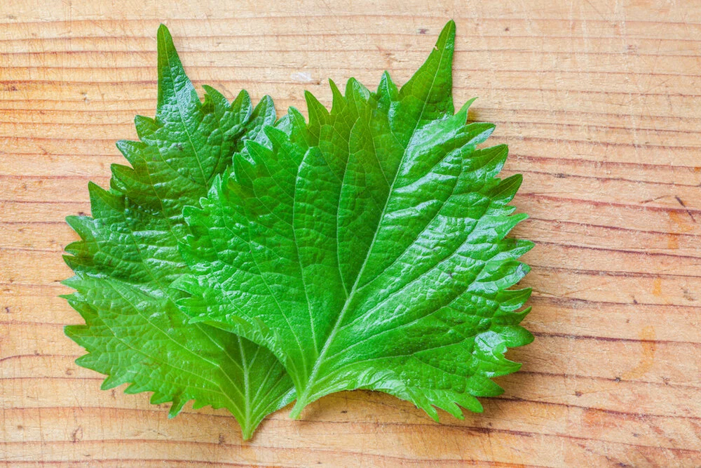 shiso-leaf-blog0219.jpg