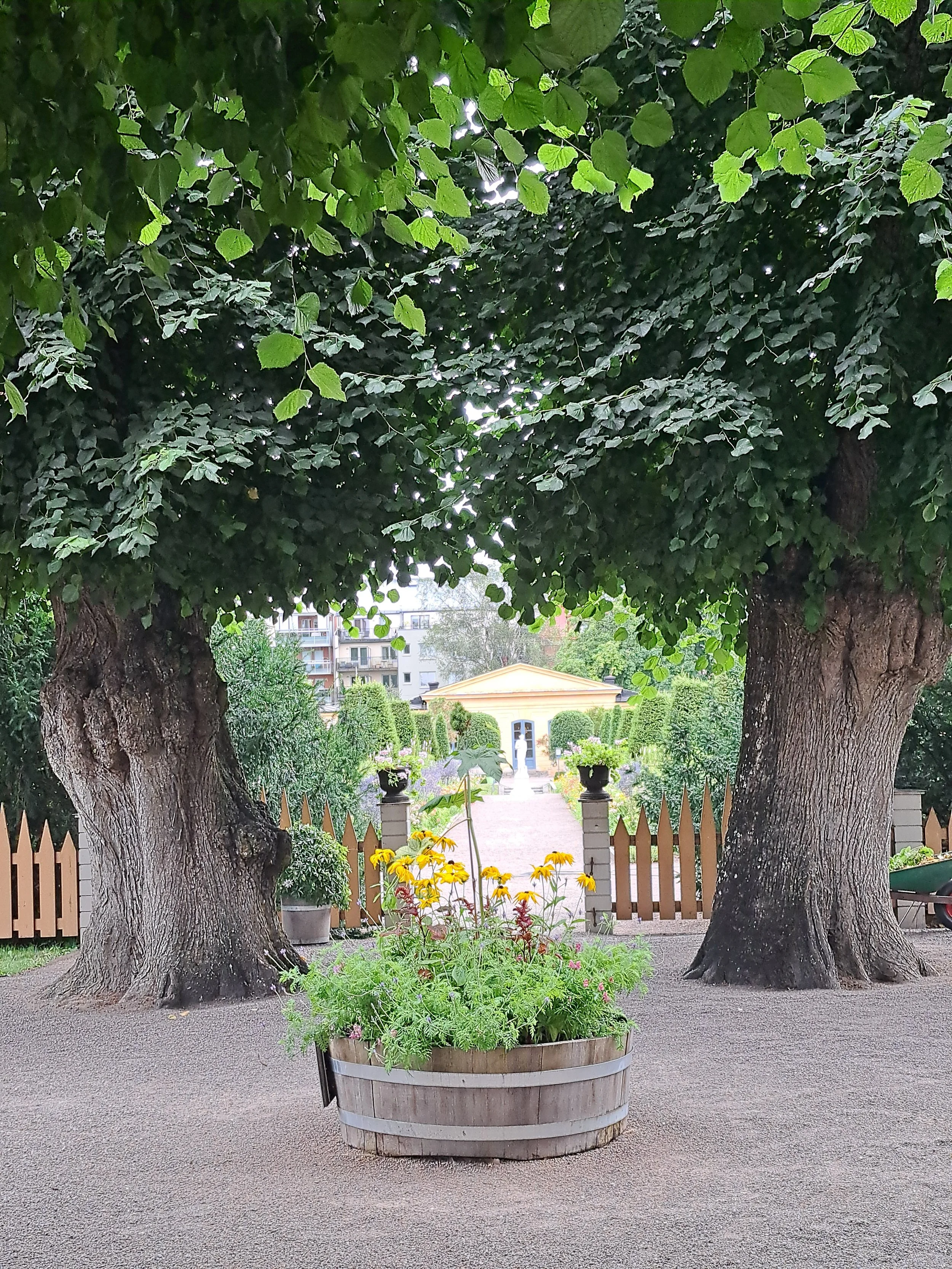 Linneträdgården augusti entre.jpg