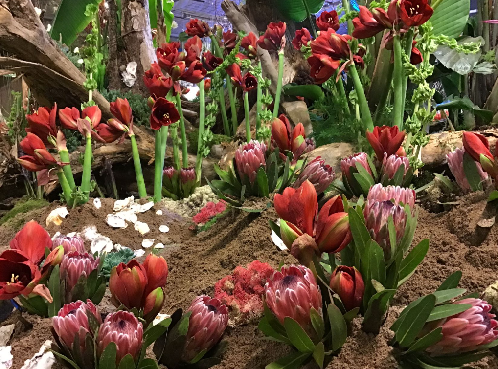 Mobackes Trädgårdscenter Amaryllis (2).png