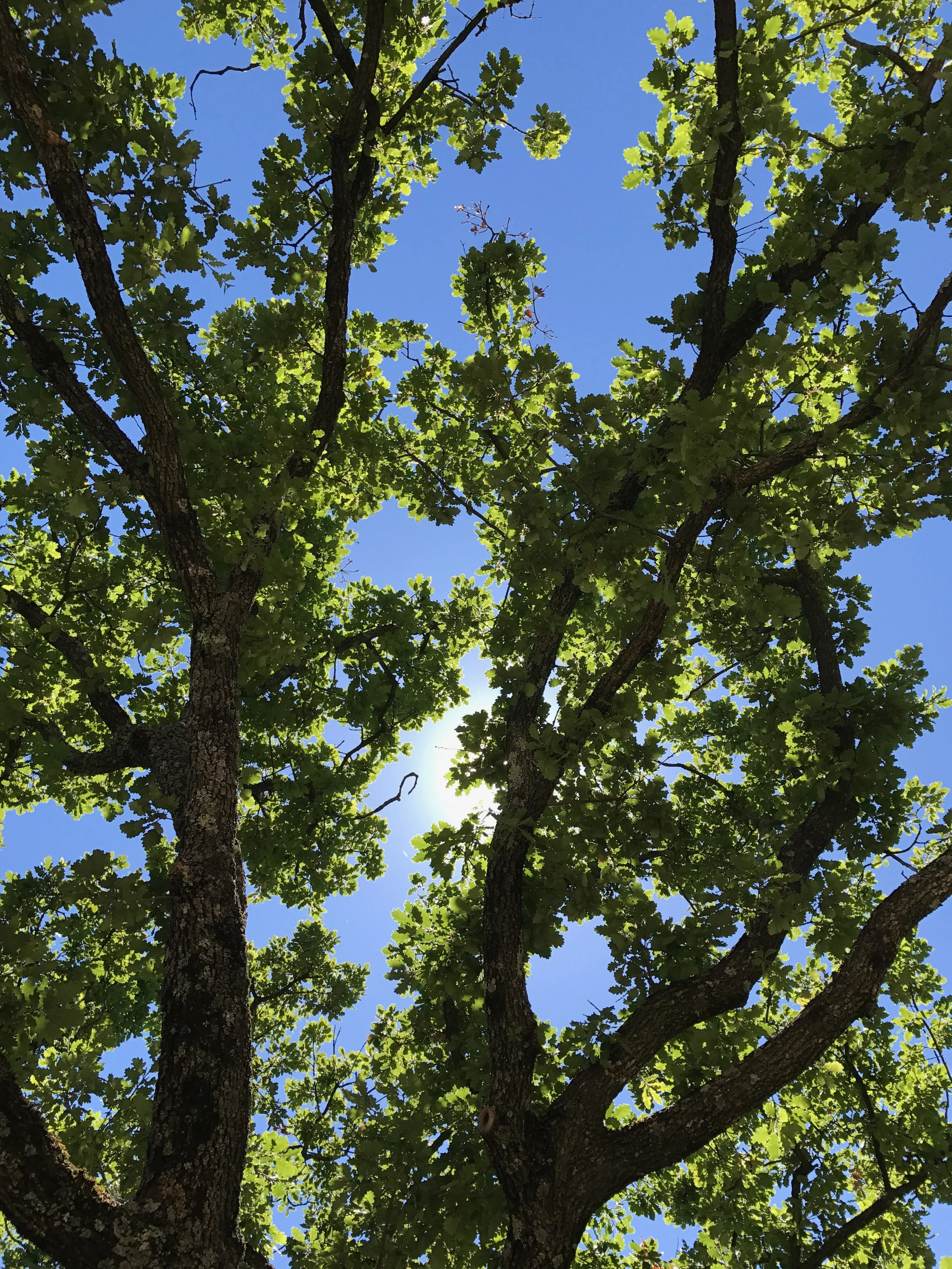 15 gestes écolos simples à adopter