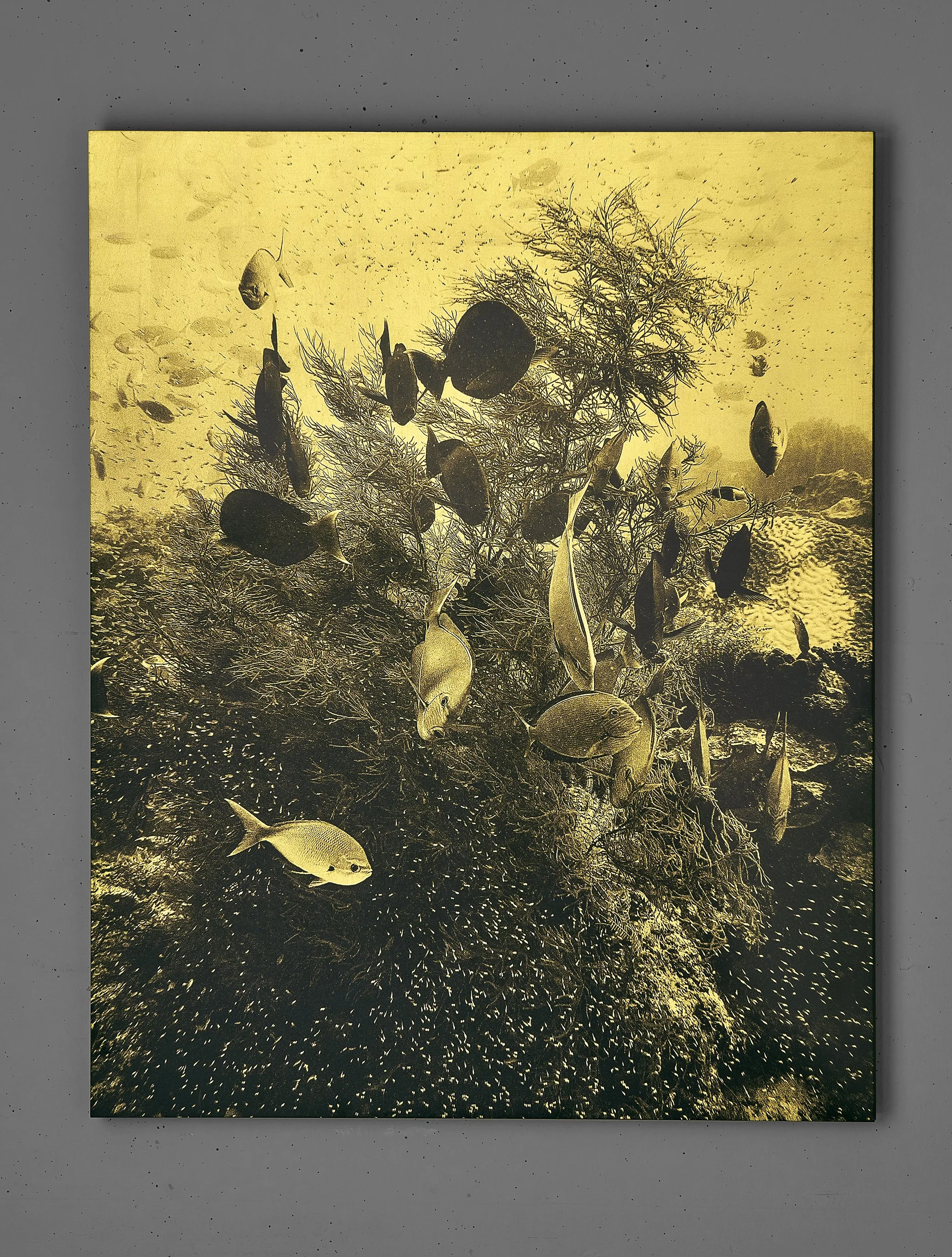 TROPICAL-REEF-01.jpg