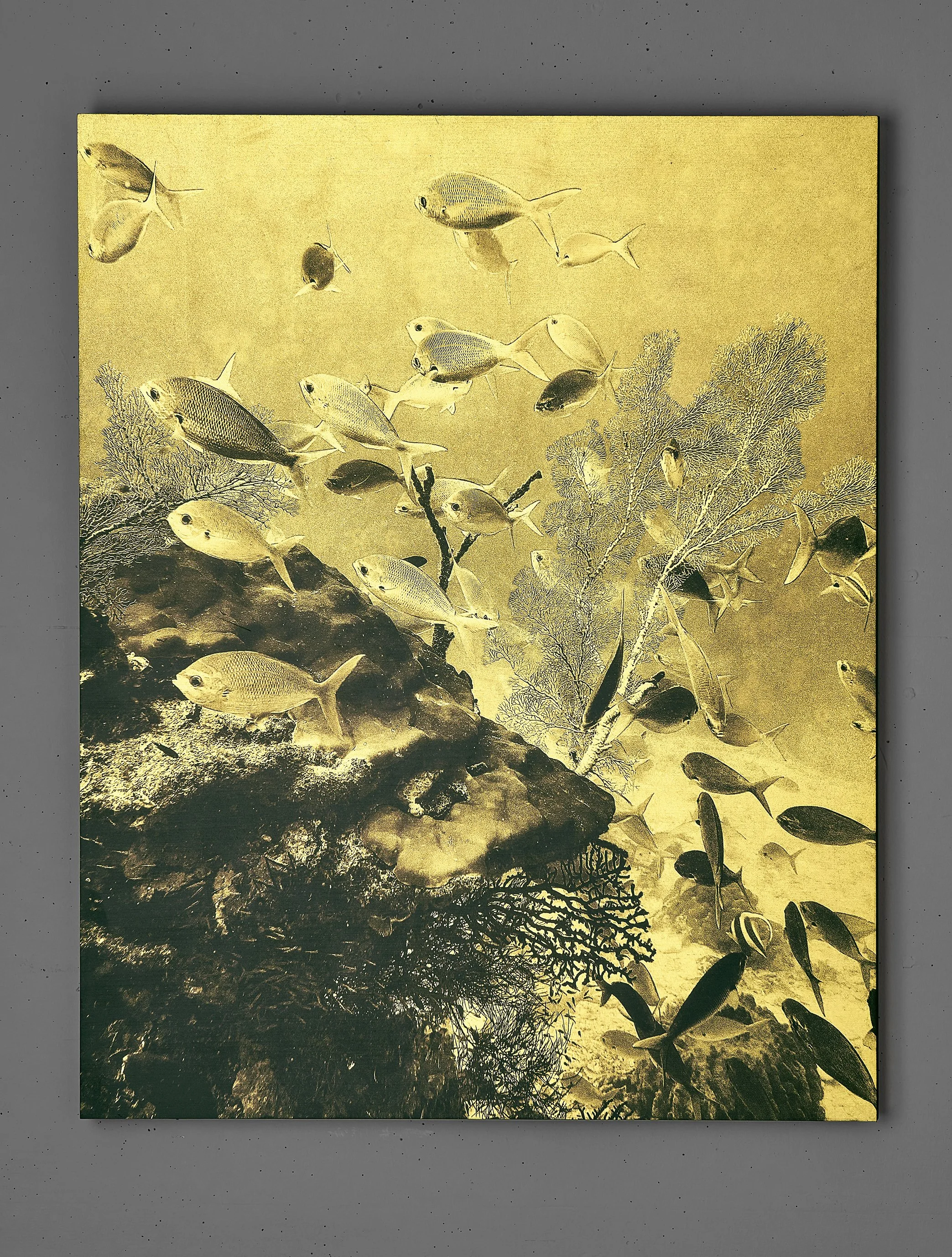 TROPICAL-REEF-02.jpg