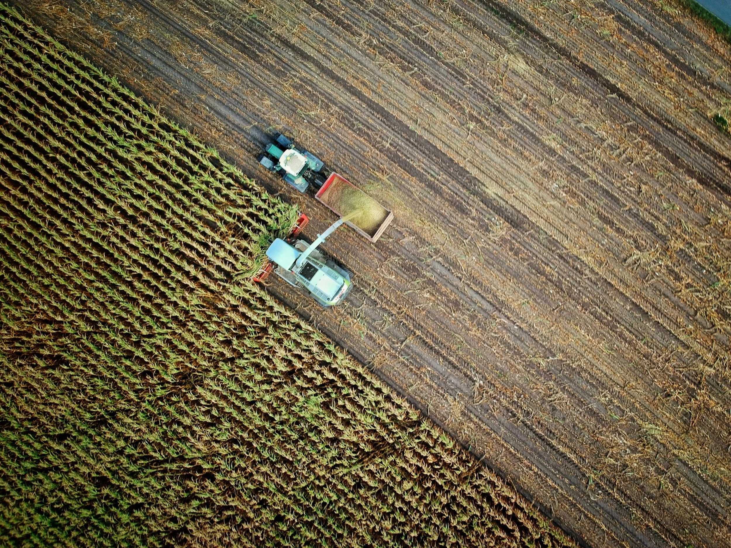 Aerial view of a crop harvesting machine in a cornfield during daytime, with a tractor and trailer, surrounded by farmland.