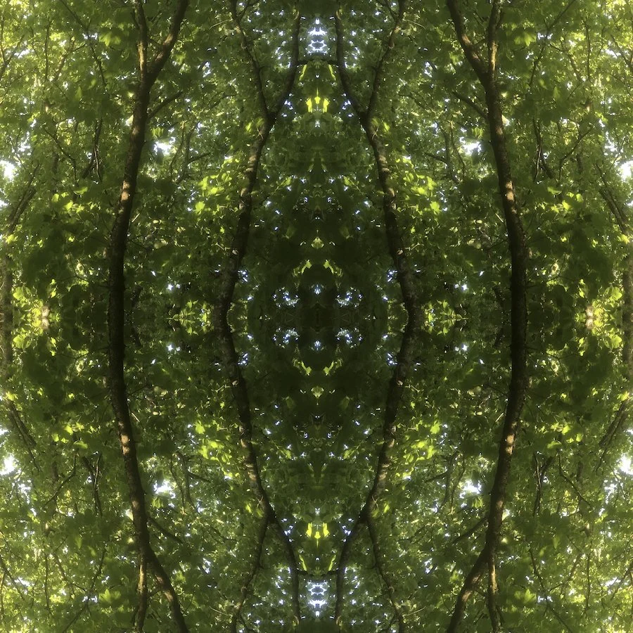 shelter for wonder - tree canopy copy.jpg