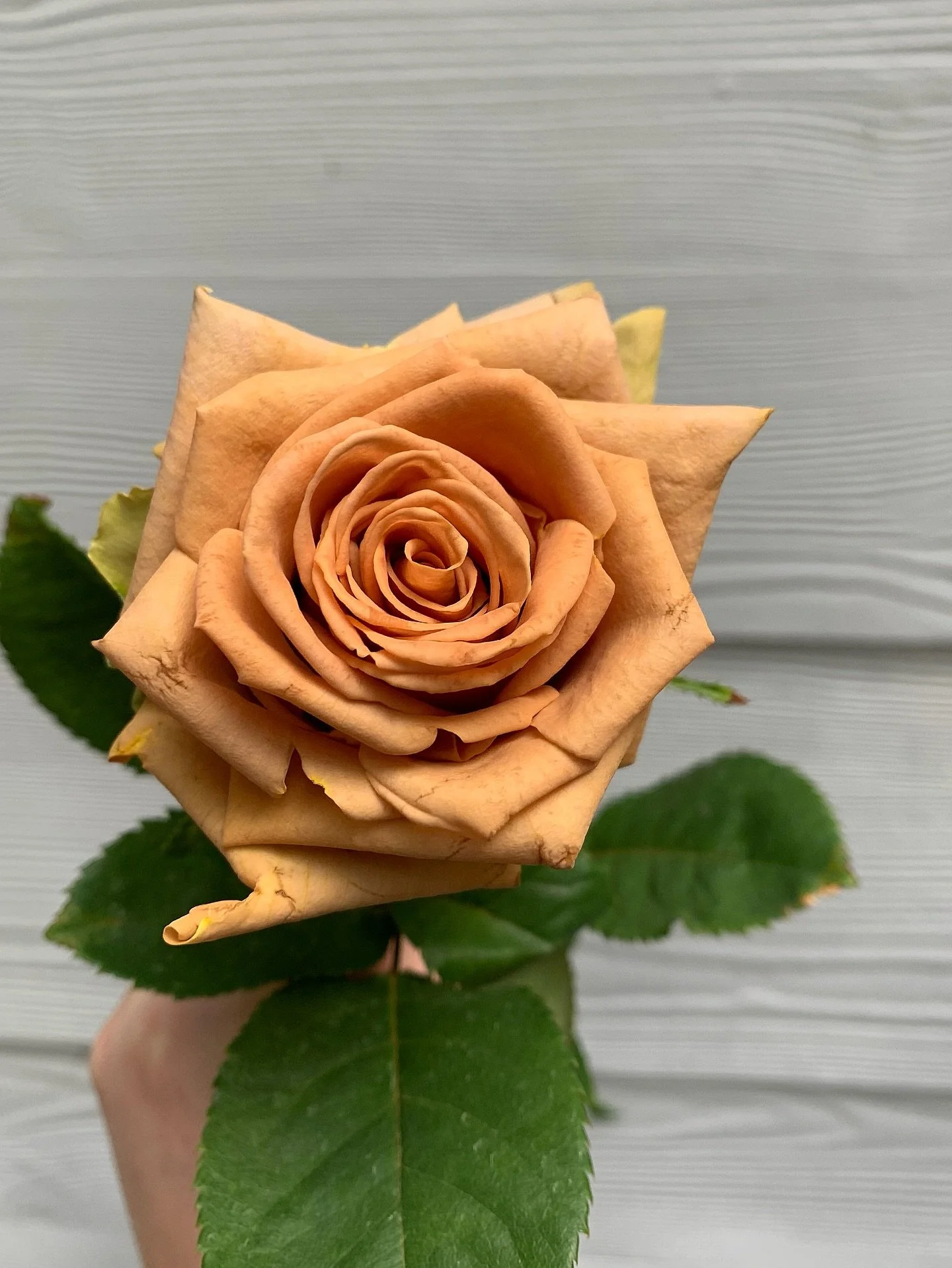 Saturn Rose by @nood_blooms 💛